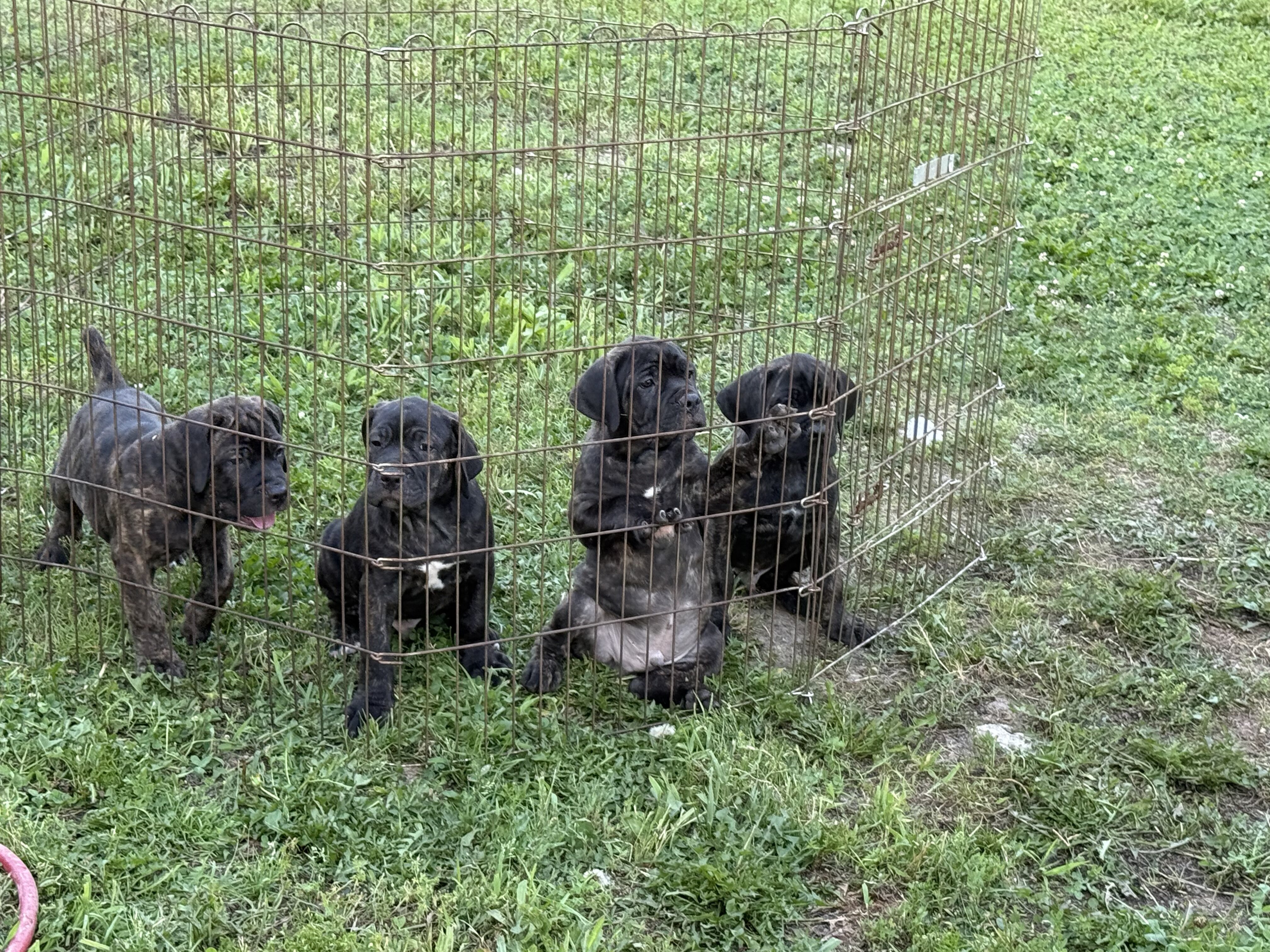 Cane Corso Puppies image 3