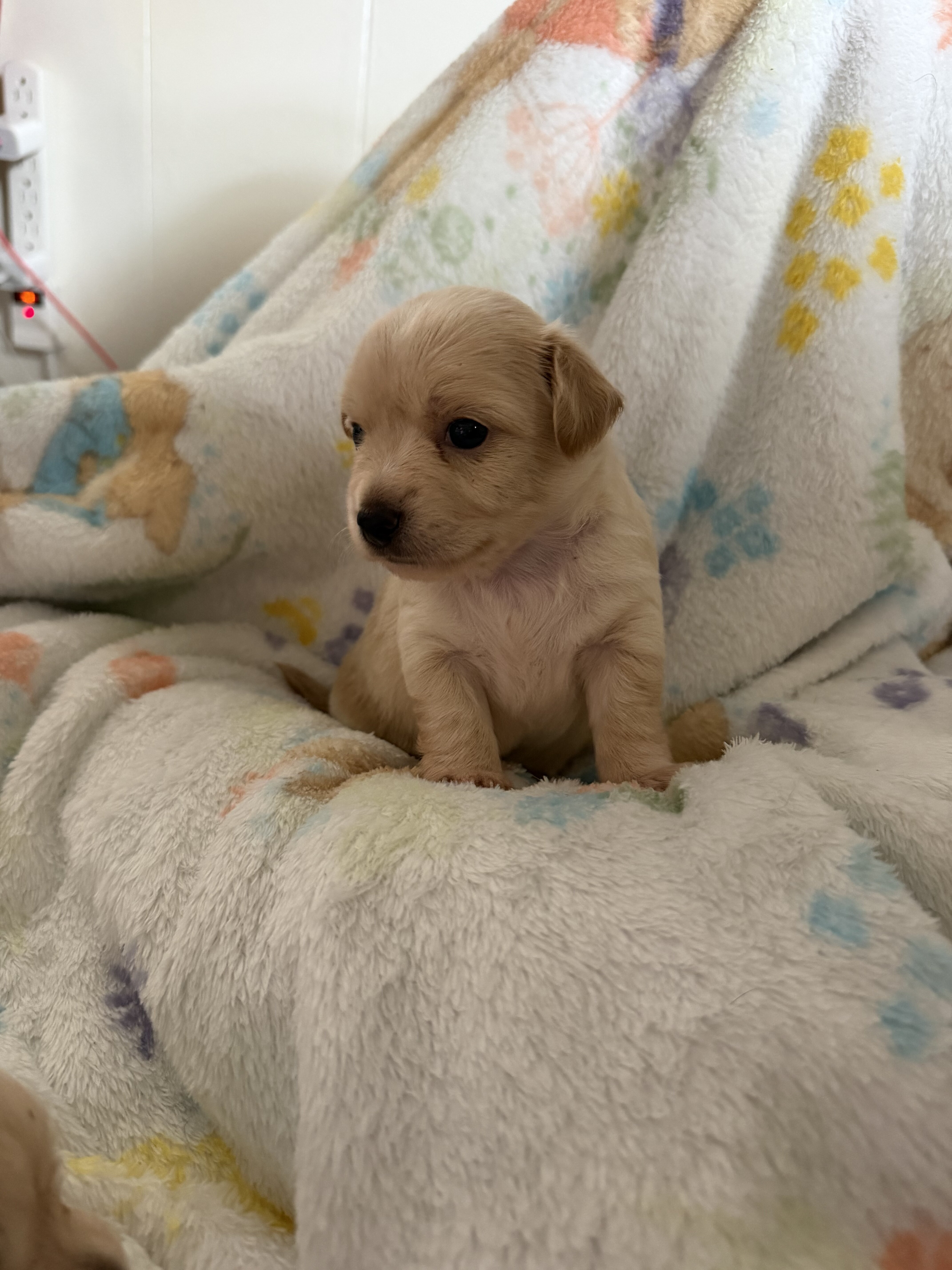 Pure chihuahua image 2