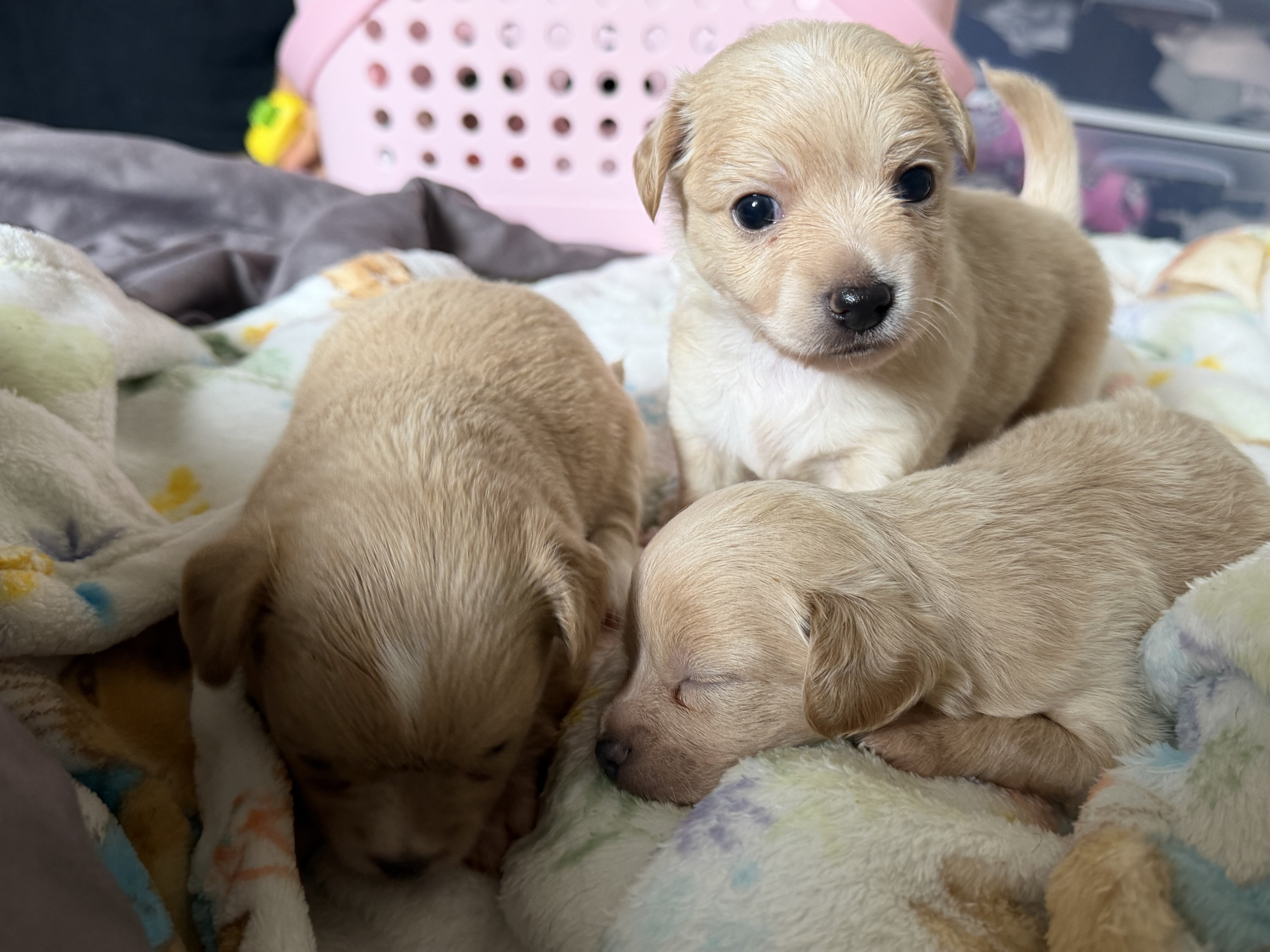 Pure chihuahua image 3