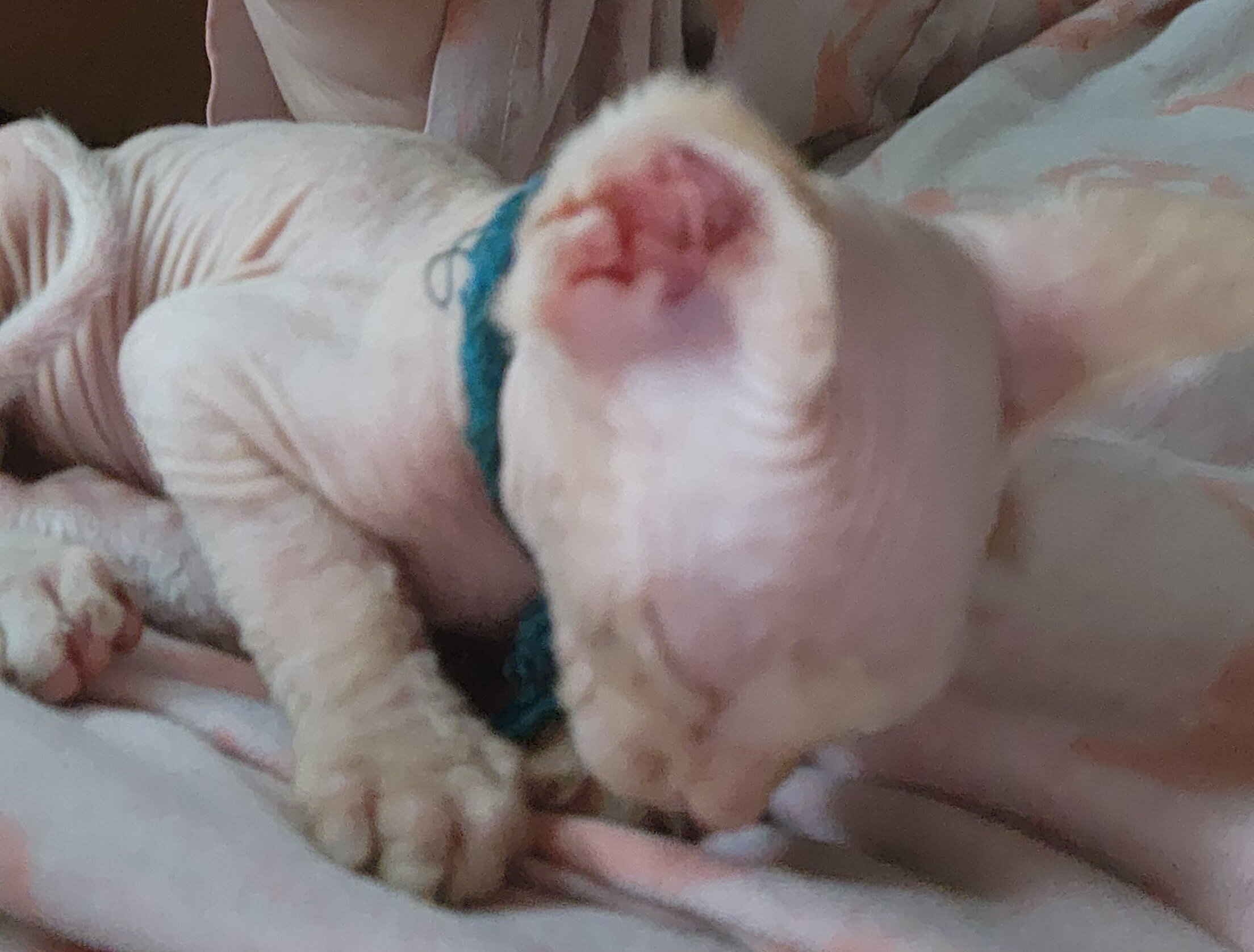 Sphynx kitten image 1