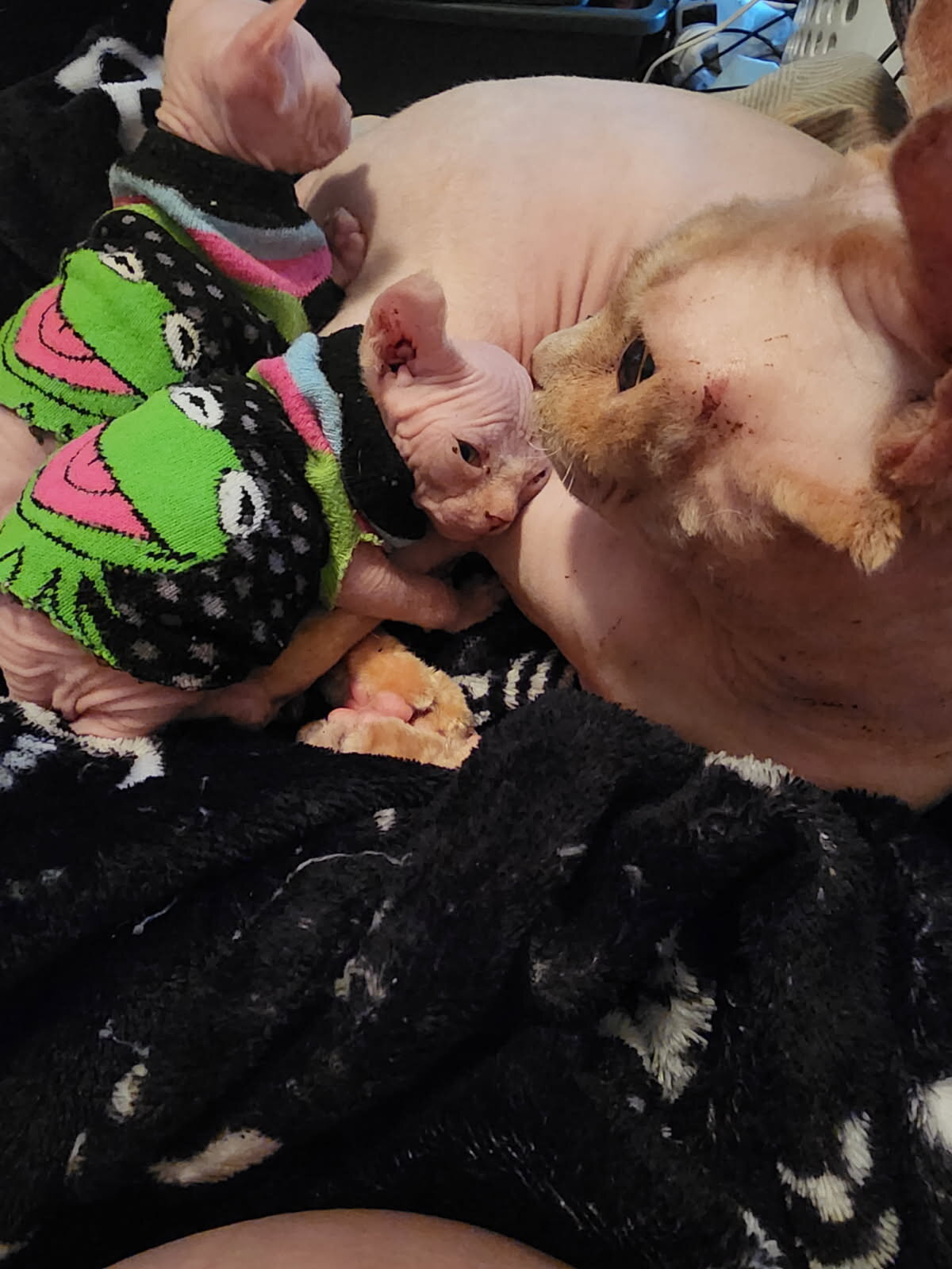 Sphynx kitten image 2