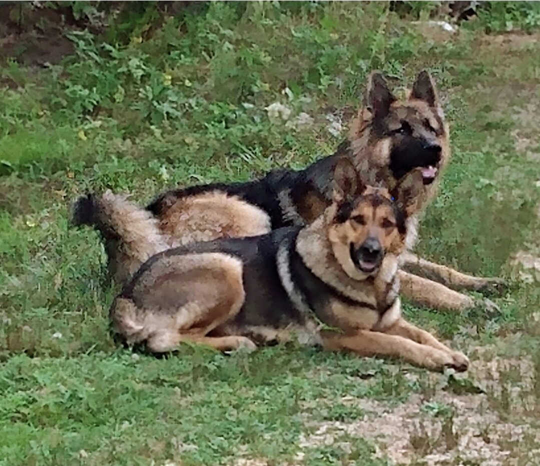 German Shepherd Puppy image 1