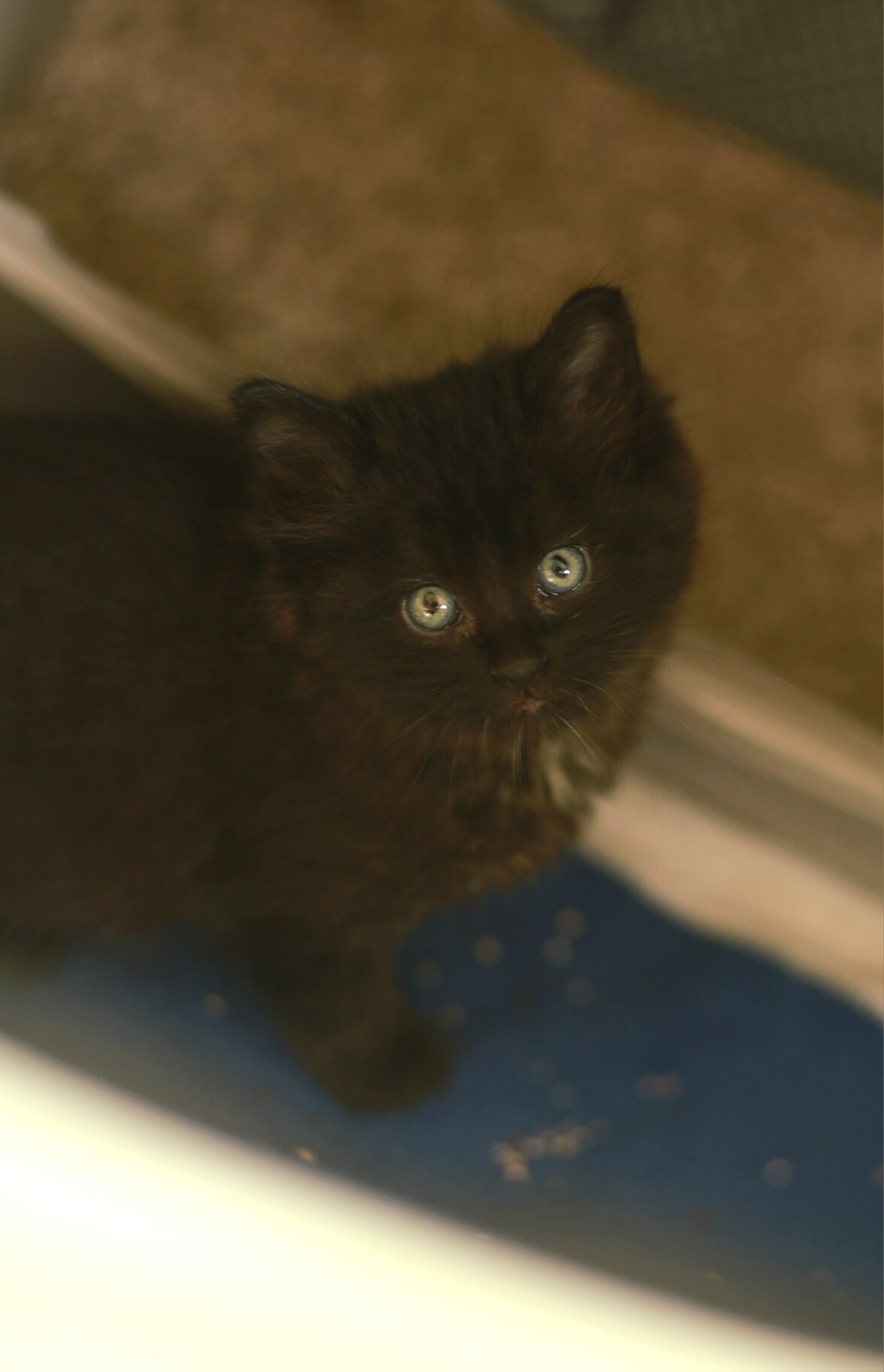 5 Kittens Available - Together or Separate image 2