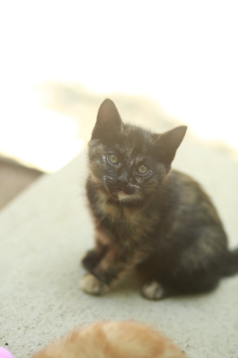 5 Kittens Available - Together or Separate image 6