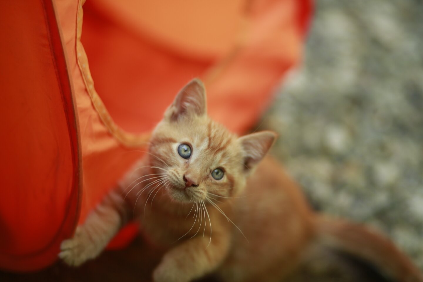 5 Kittens Available - Together or Separate image 5