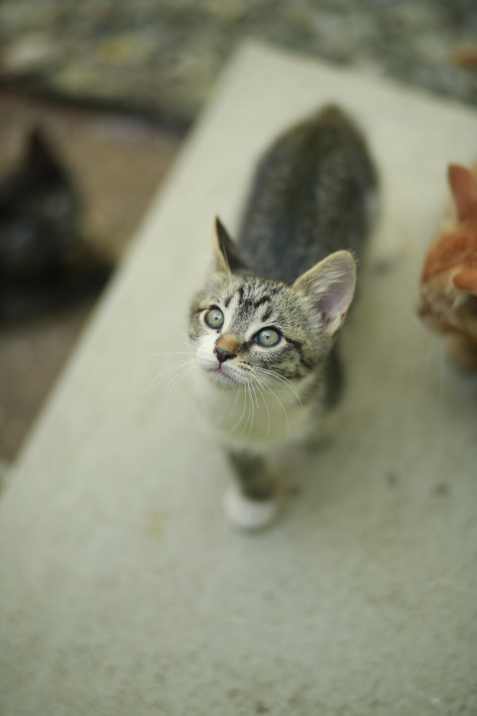 5 Kittens Available - Together or Separate image 4