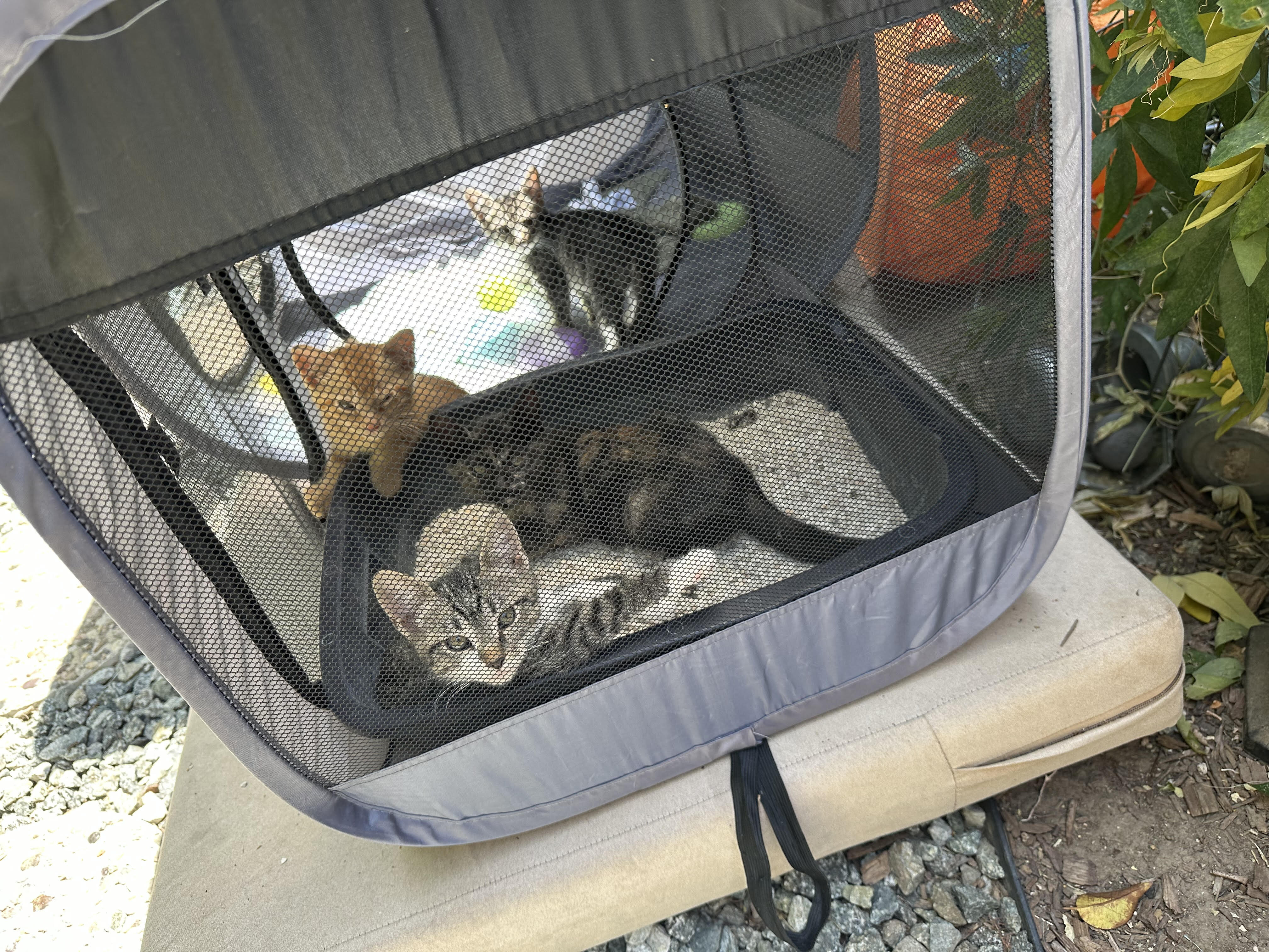 5 Kittens Available - Together or Separate image 1