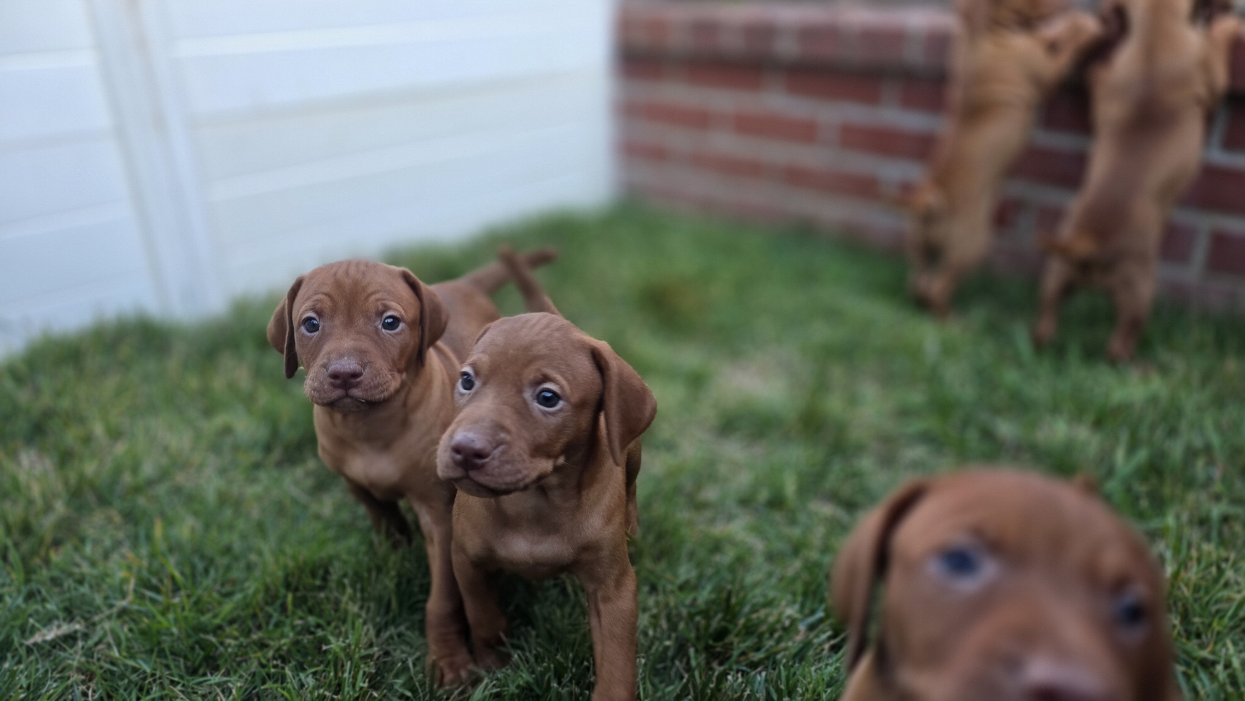 Vizsla Puppies image 1