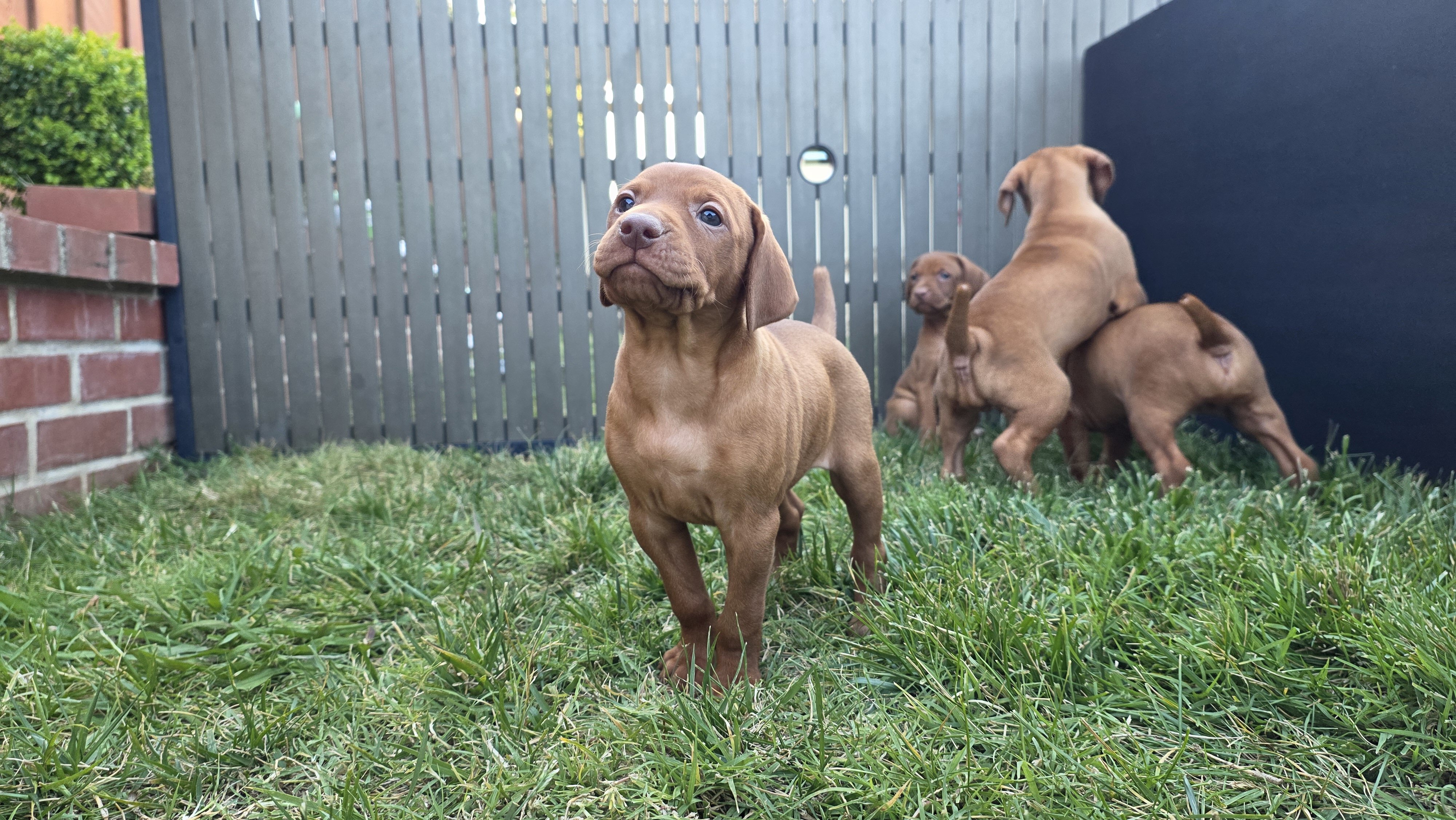 Vizsla Puppies image 3