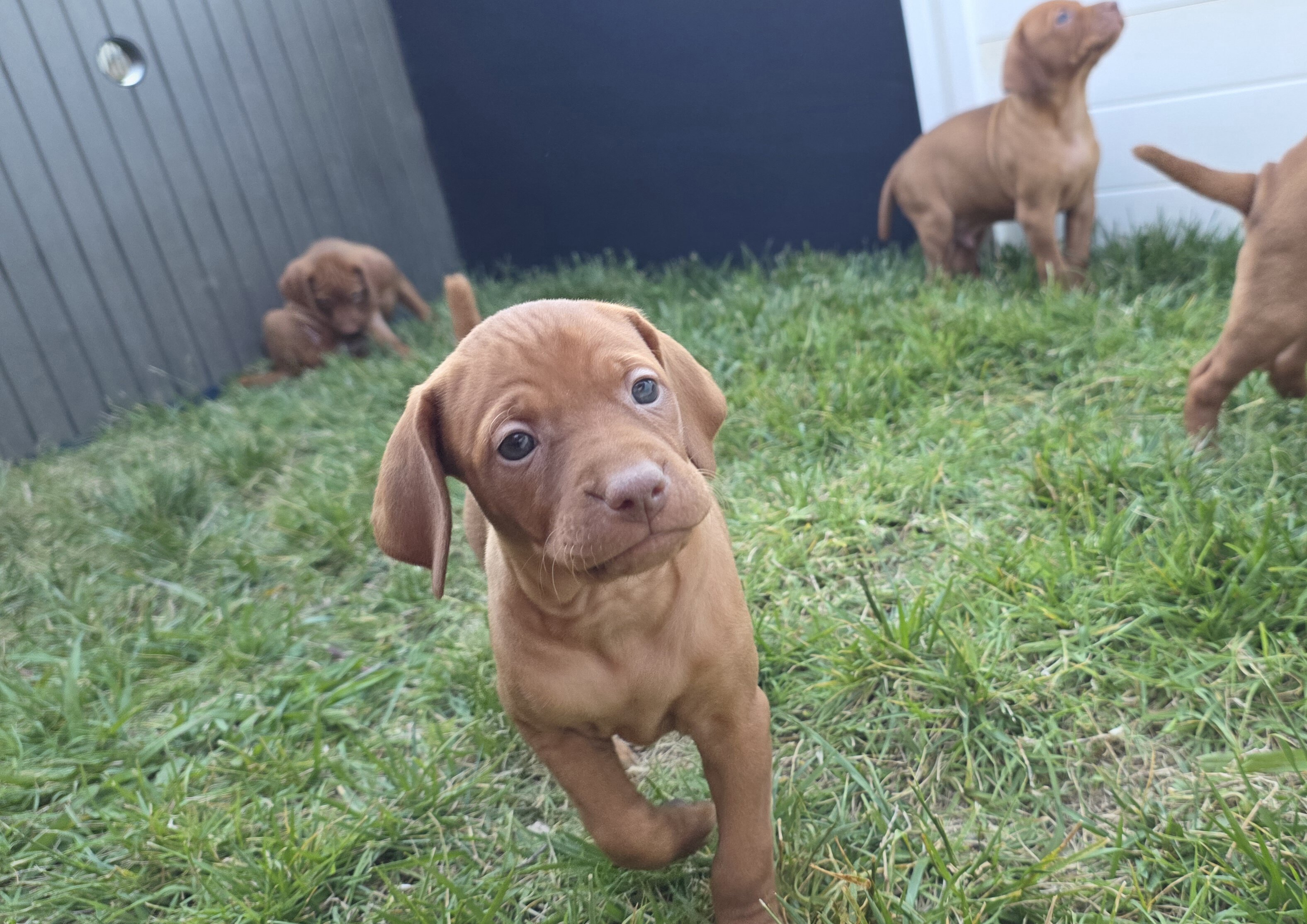 Vizsla Puppies image 2
