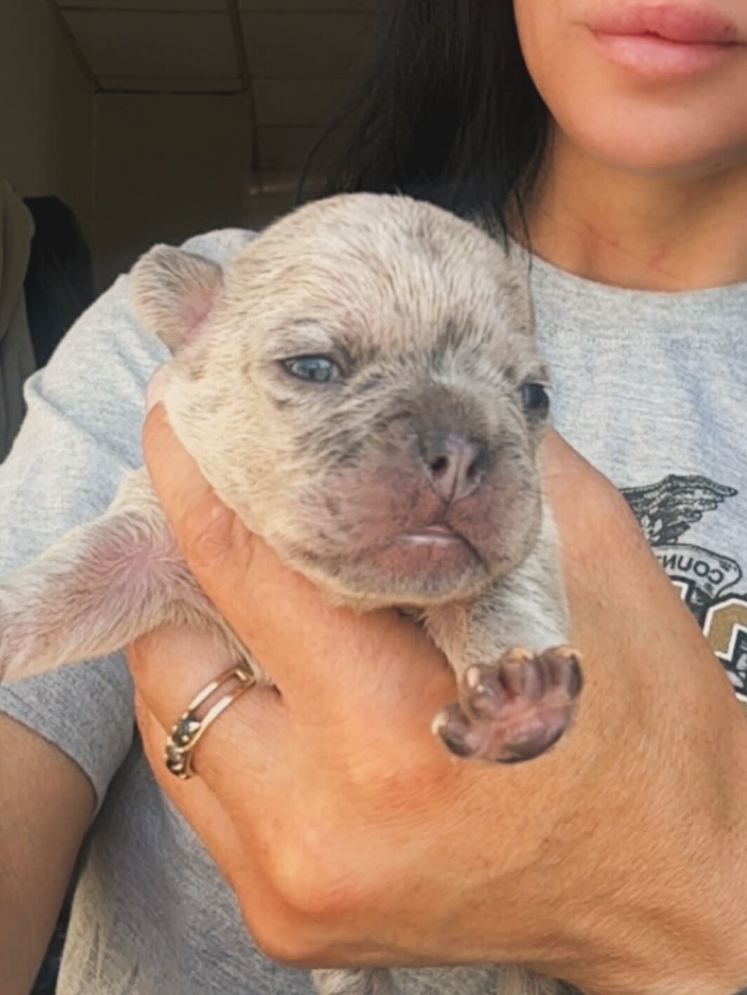 French Bulldog image 1