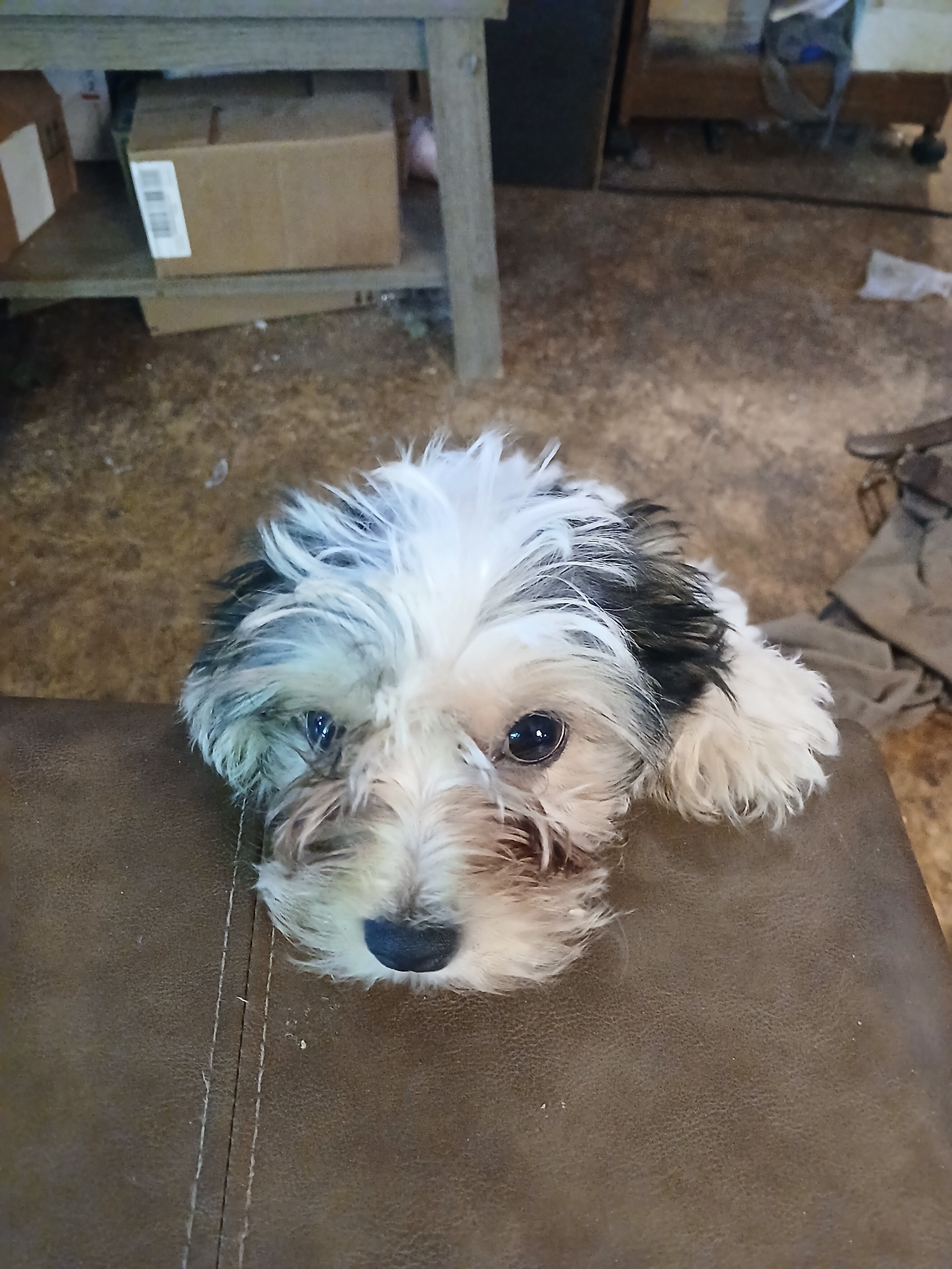 Biewer Terrier image 3
