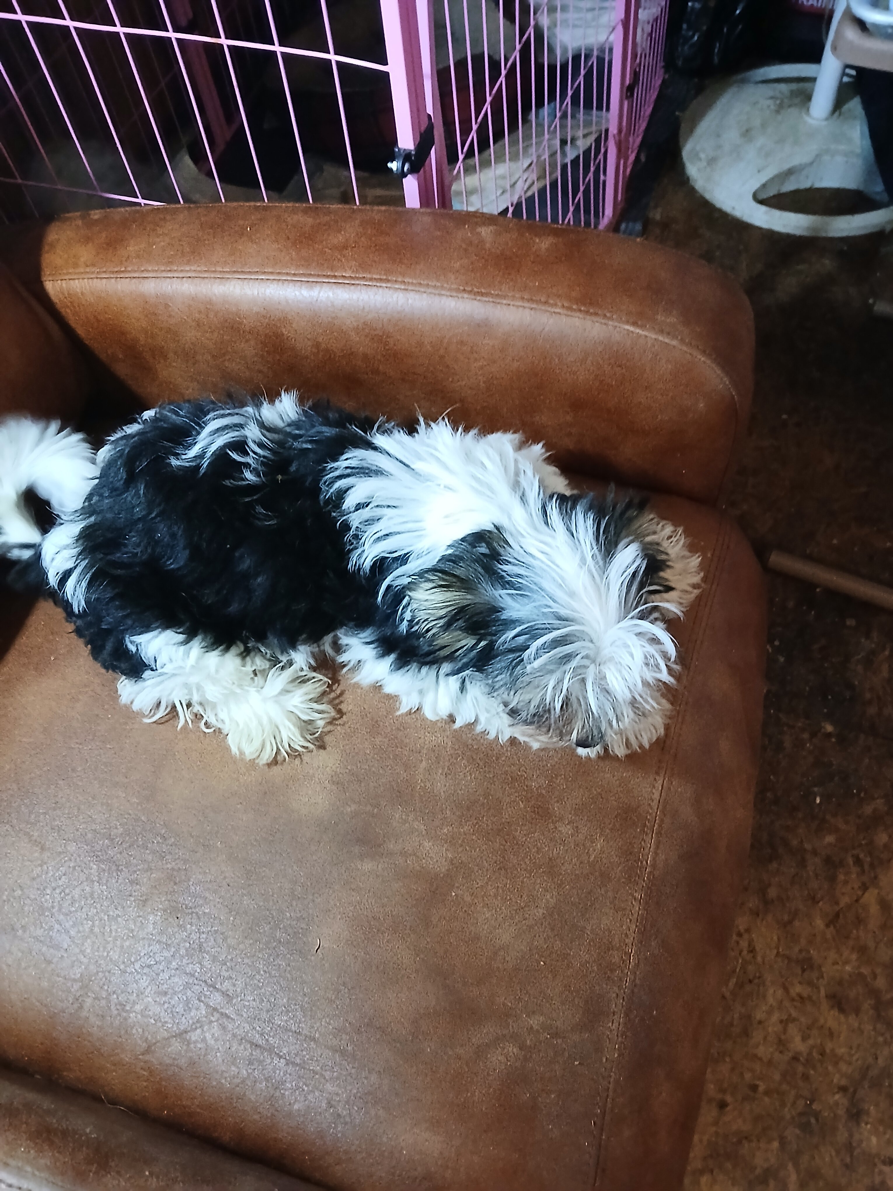 Biewer Terrier image 2