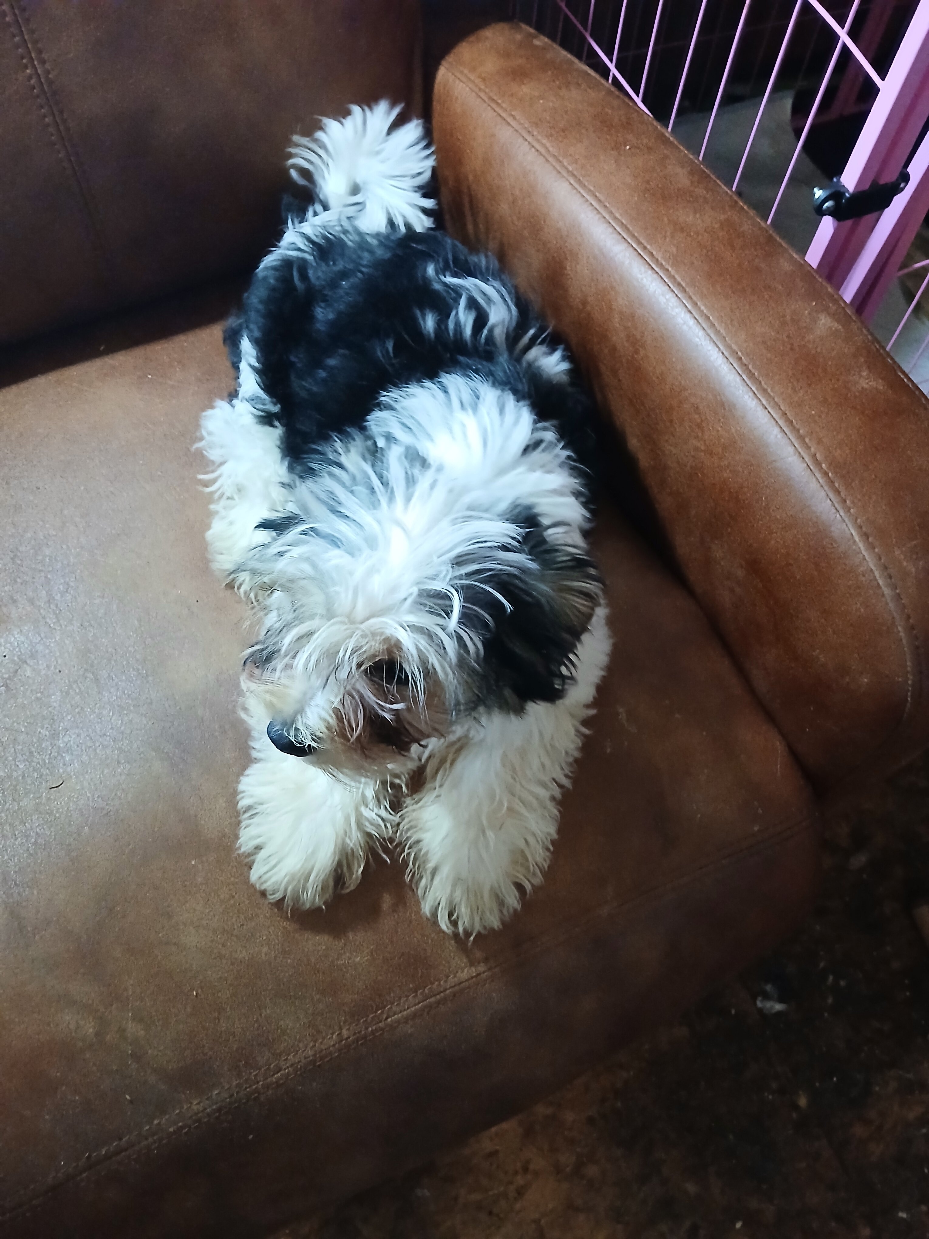 Biewer Terrier image 1