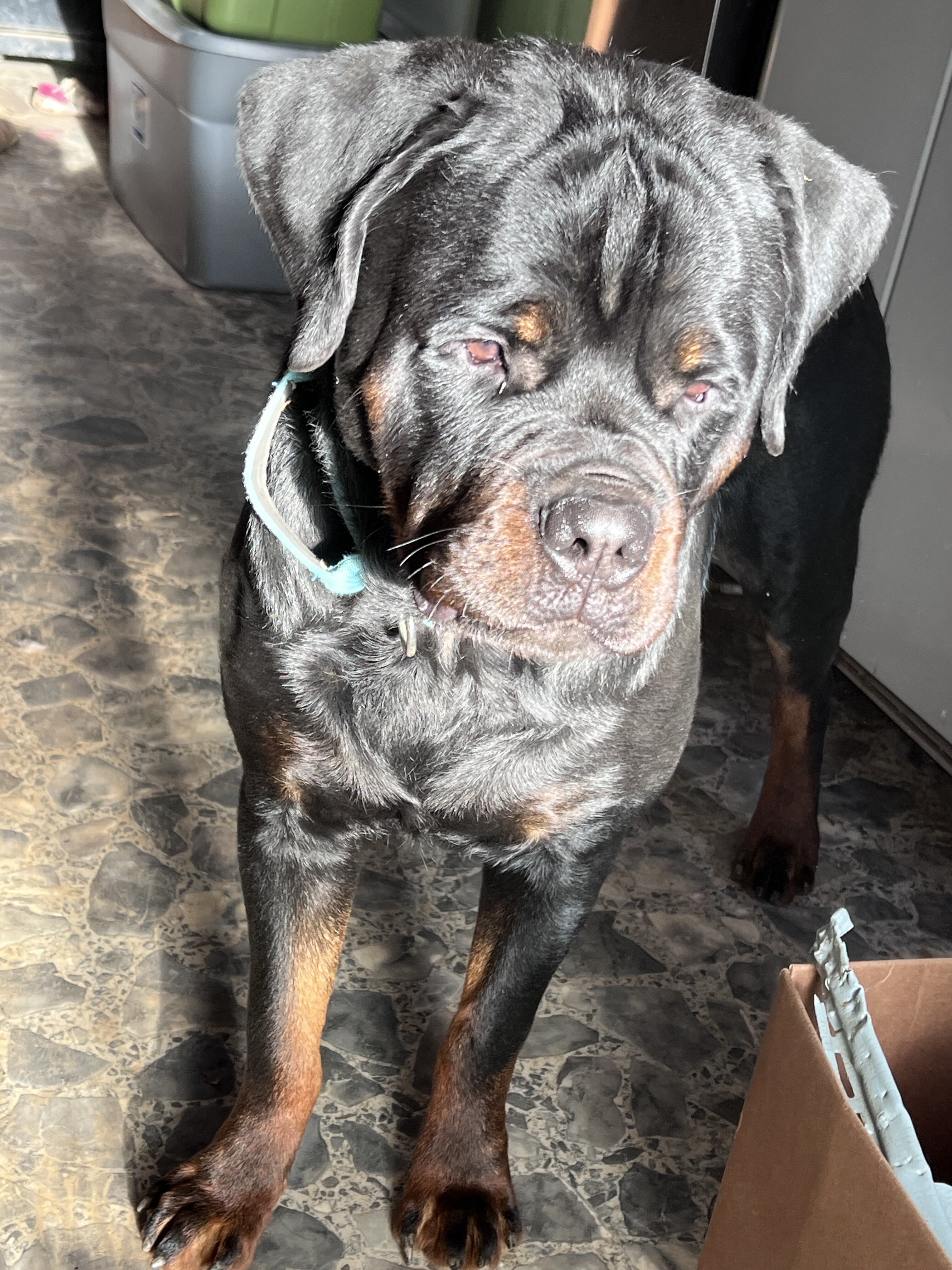 Rottweiler Pups image 3