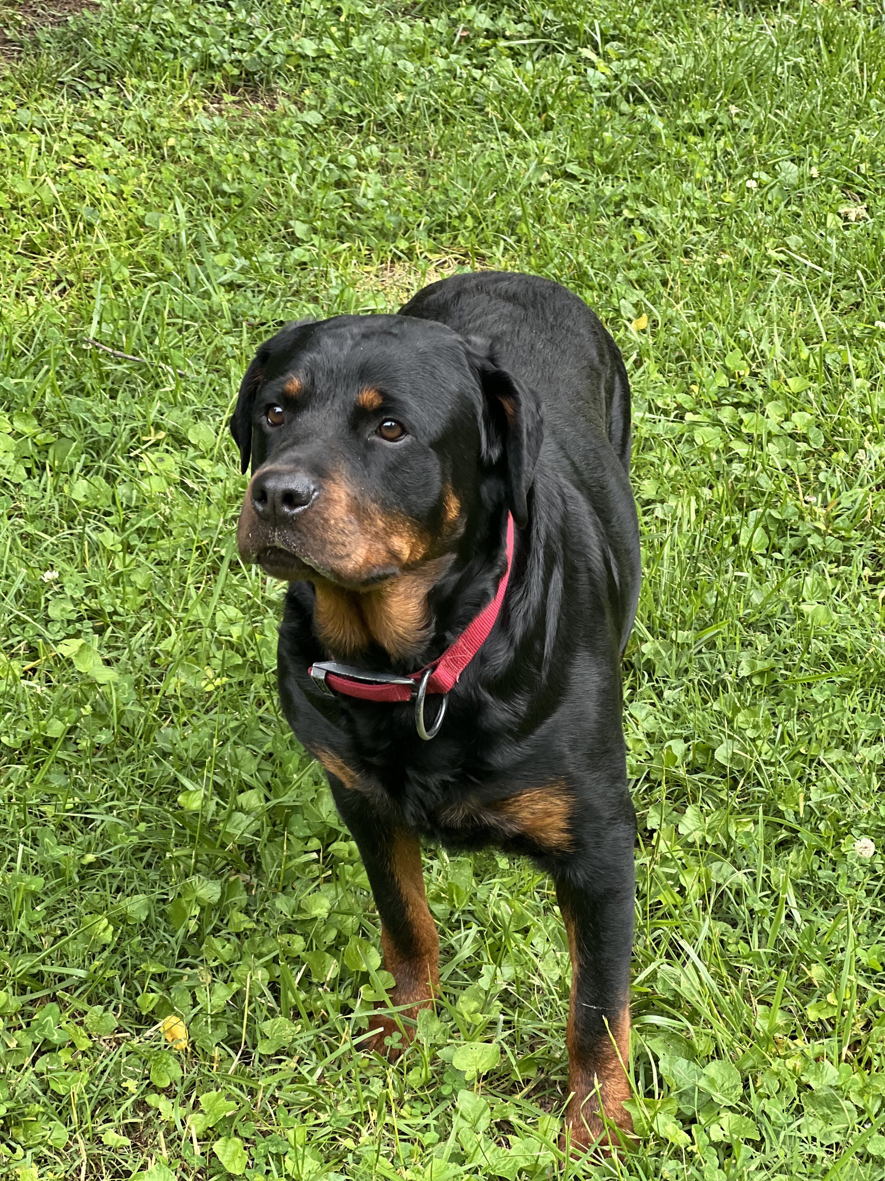 Rottweiler Pups image 2