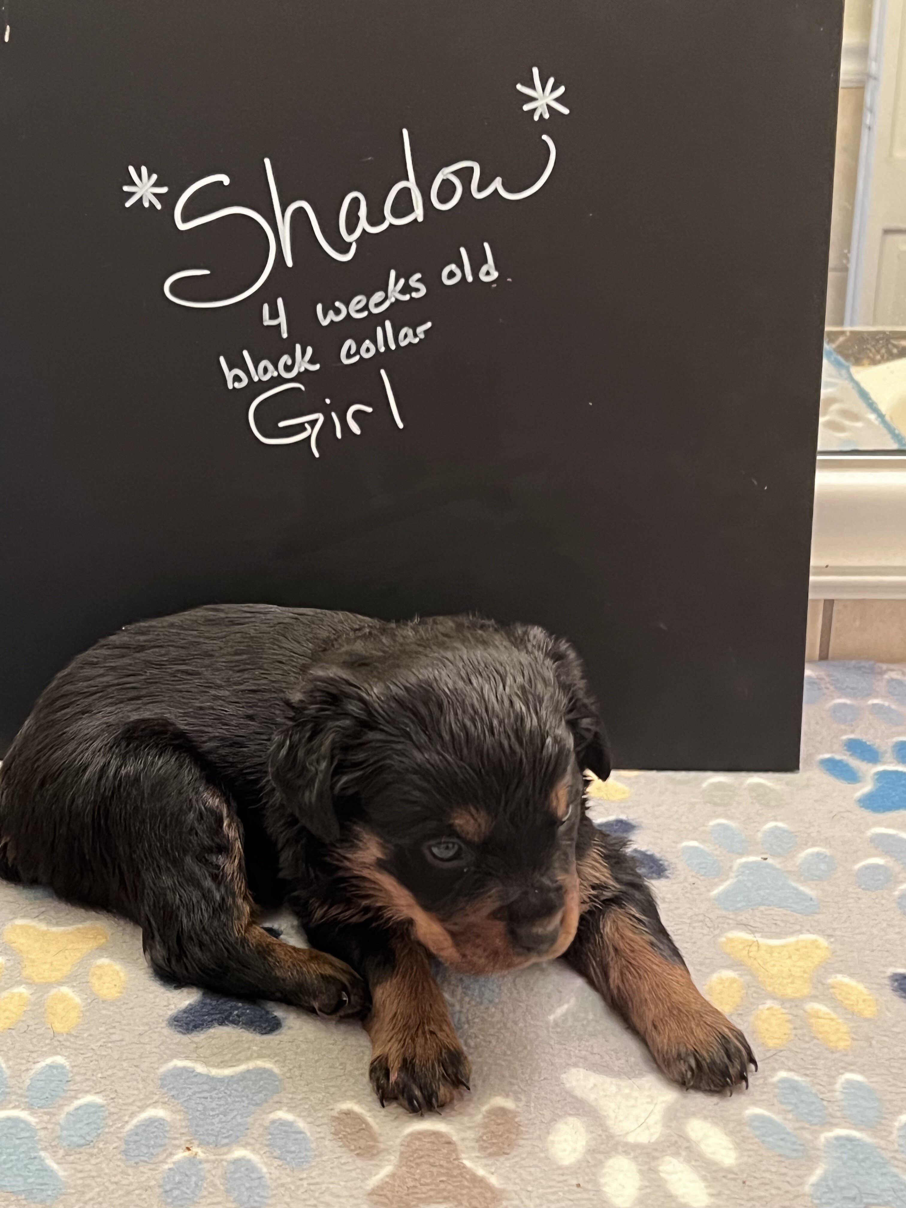 Rottweiler Pups image 4