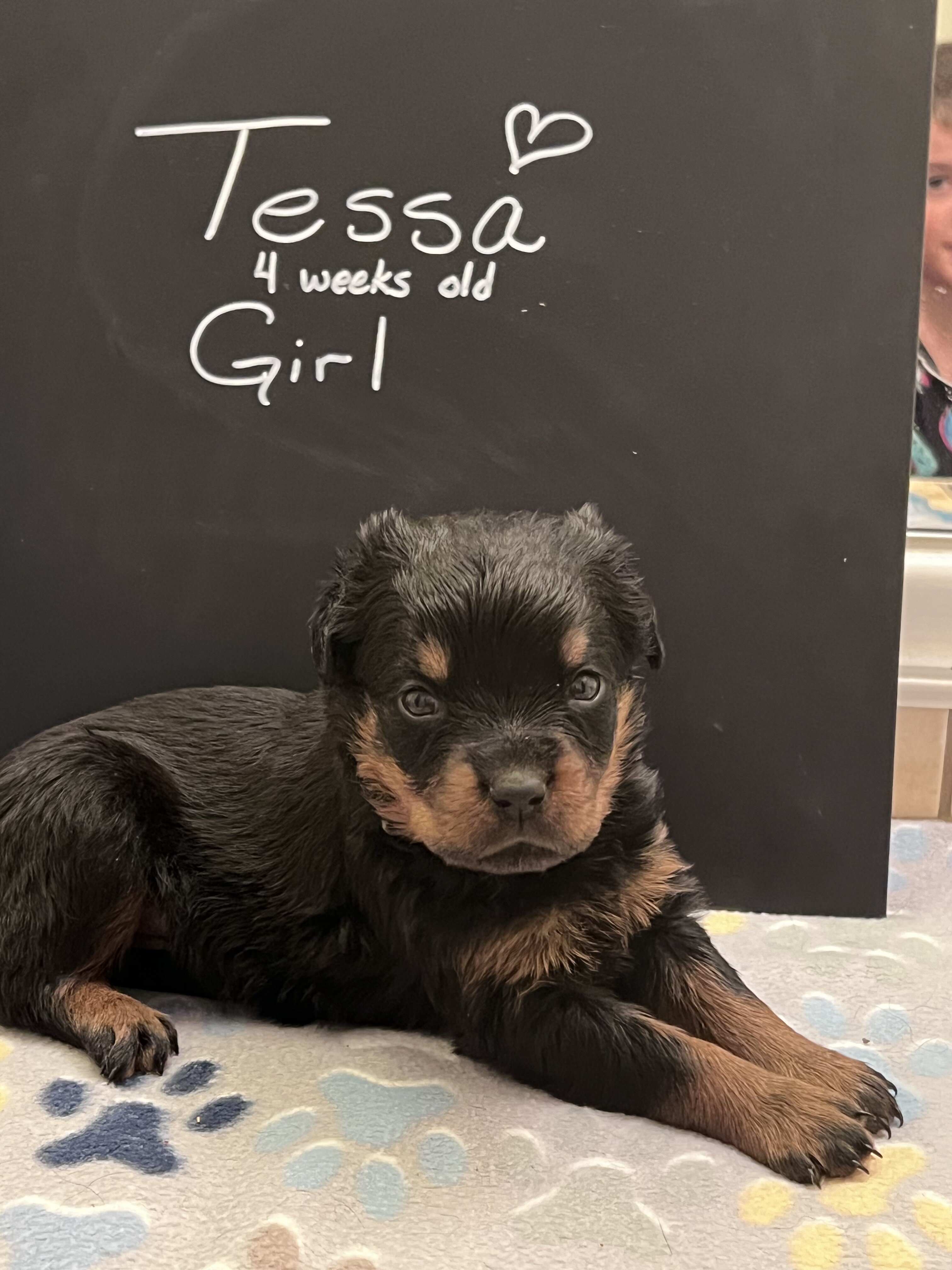 Rottweiler Pups image 5
