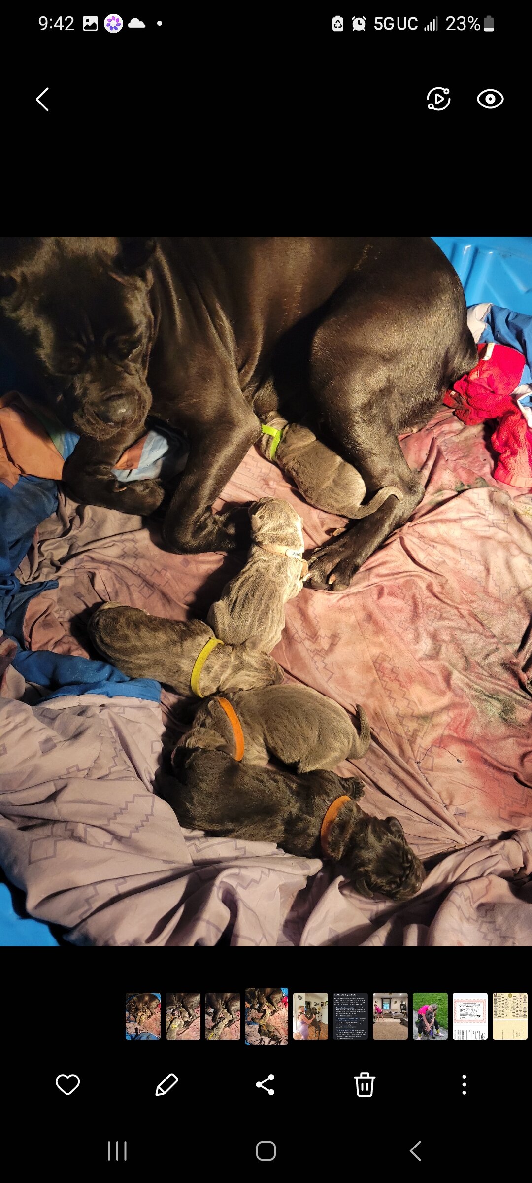 Cane Corso puppy pic of the litter. 419 618 1888 image 9
