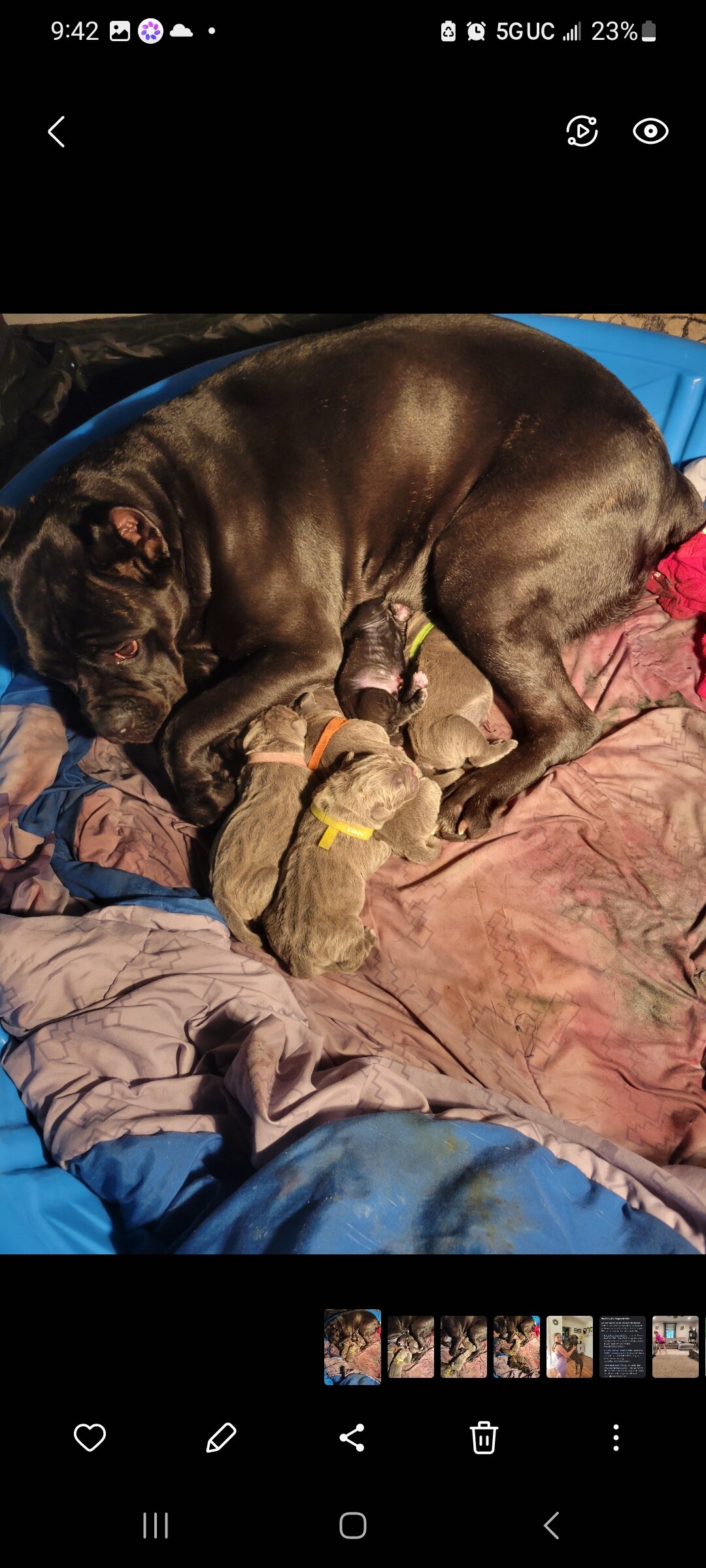 Cane Corso puppy pic of the litter. 419 618 1888 image 8