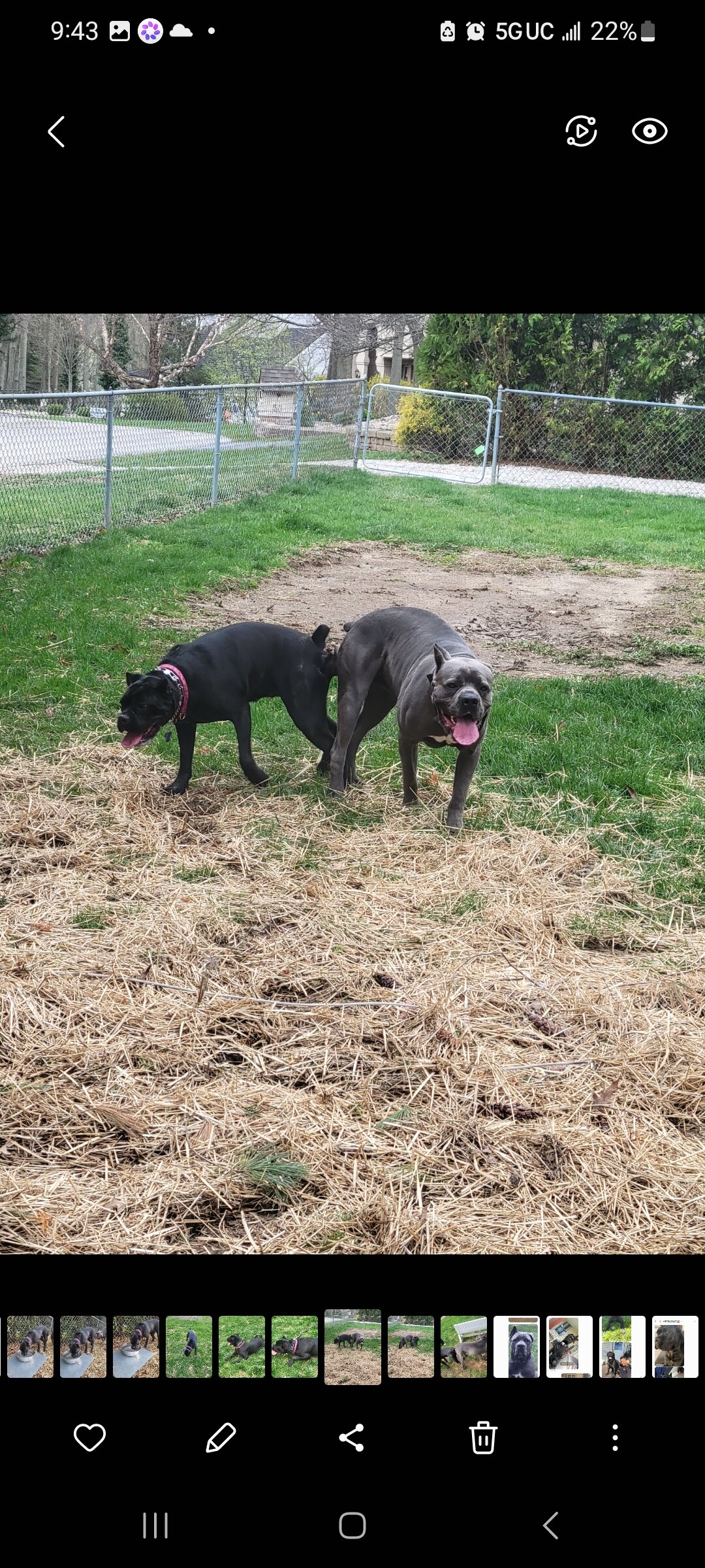 Cane Corso puppy pic of the litter. 419 618 1888 image 2
