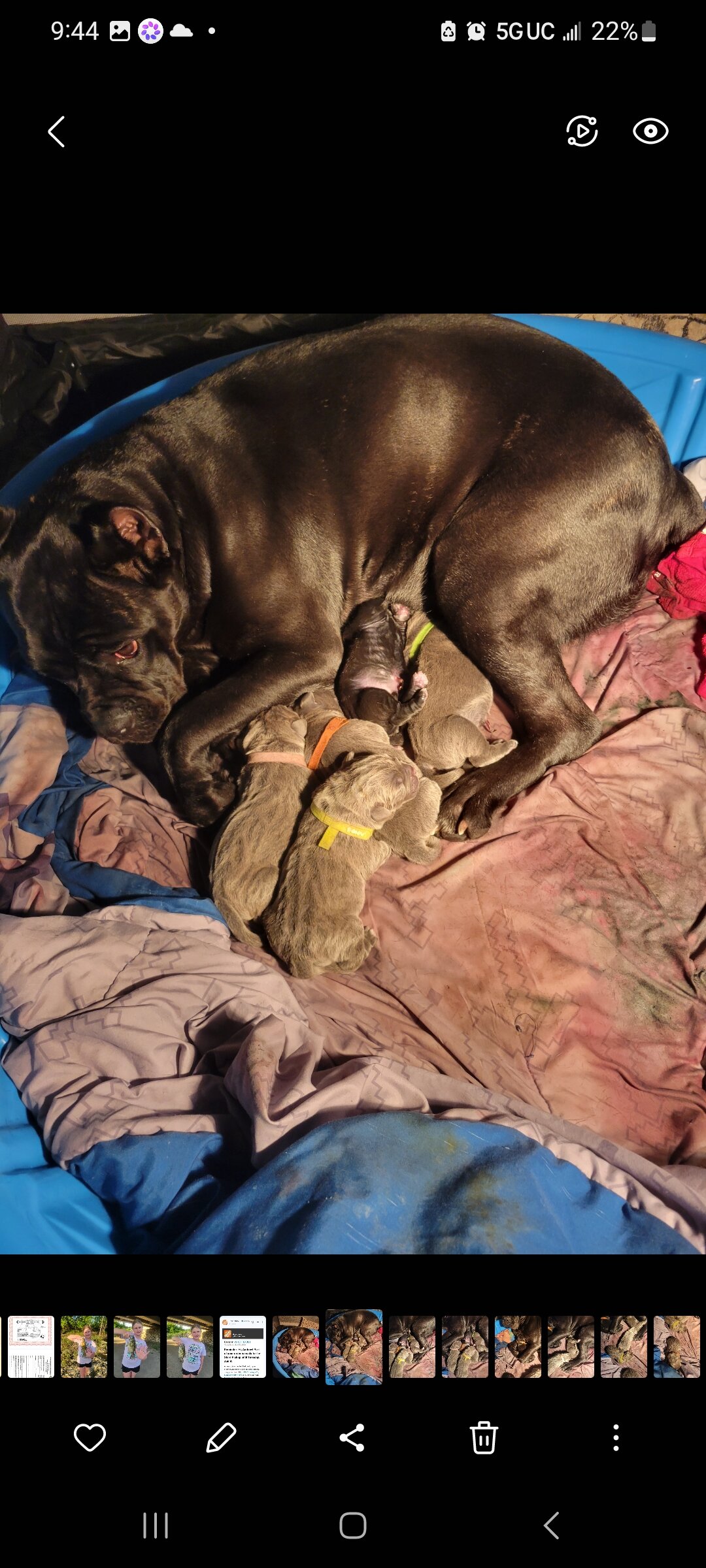 Cane Corso puppy pic of the litter. 419 618 1888 image 7