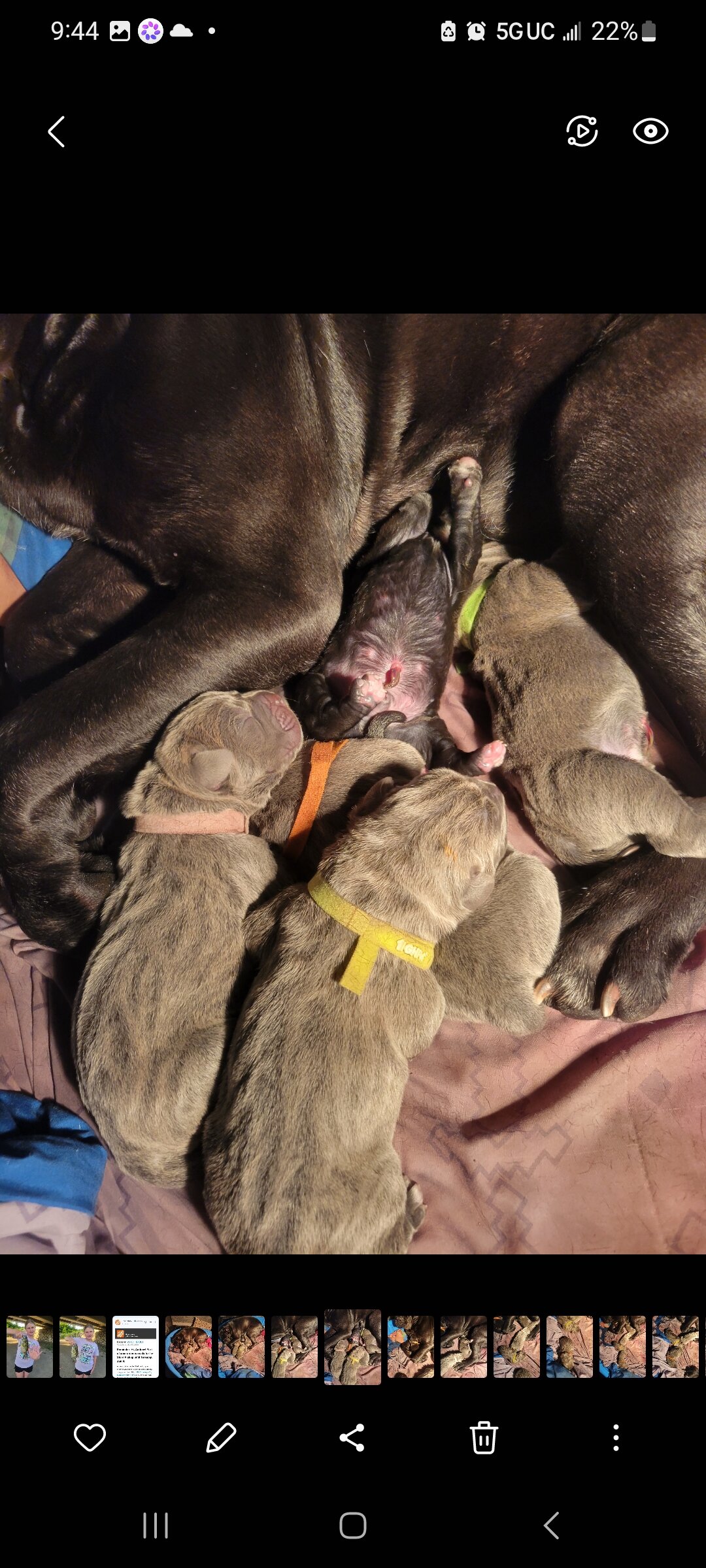 Cane Corso puppy pic of the litter. 419 618 1888 image 4