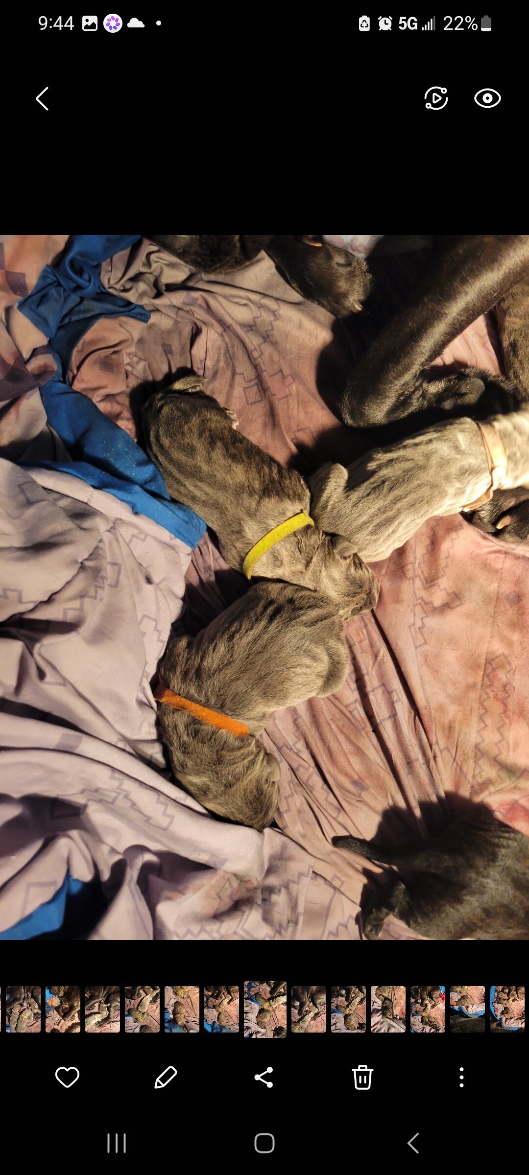 Cane Corso puppy pic of the litter. 419 618 1888 image 6