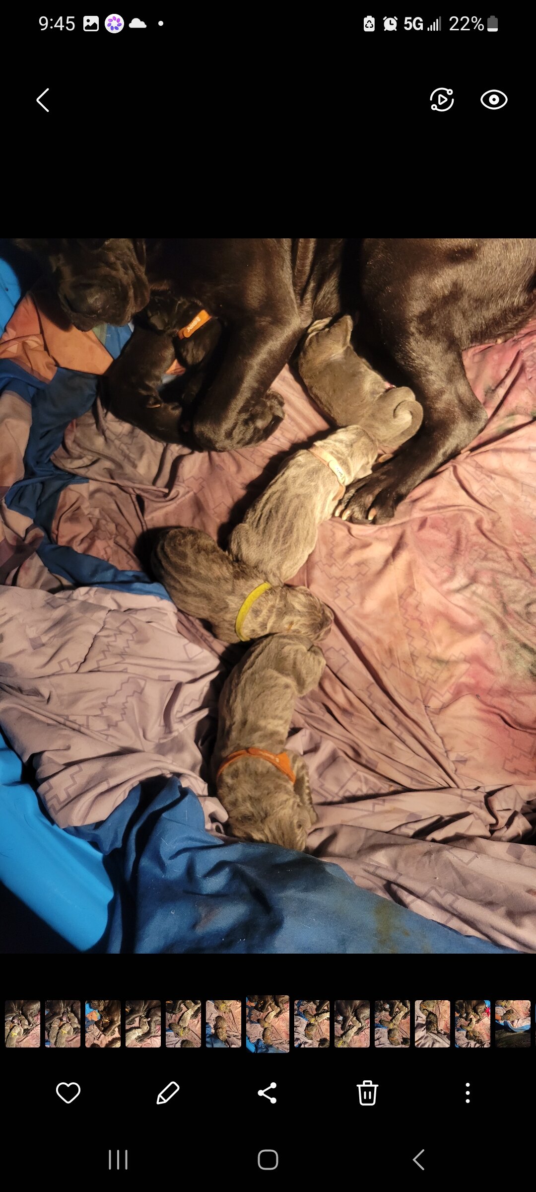 Cane Corso puppy pic of the litter. 419 618 1888 image 5