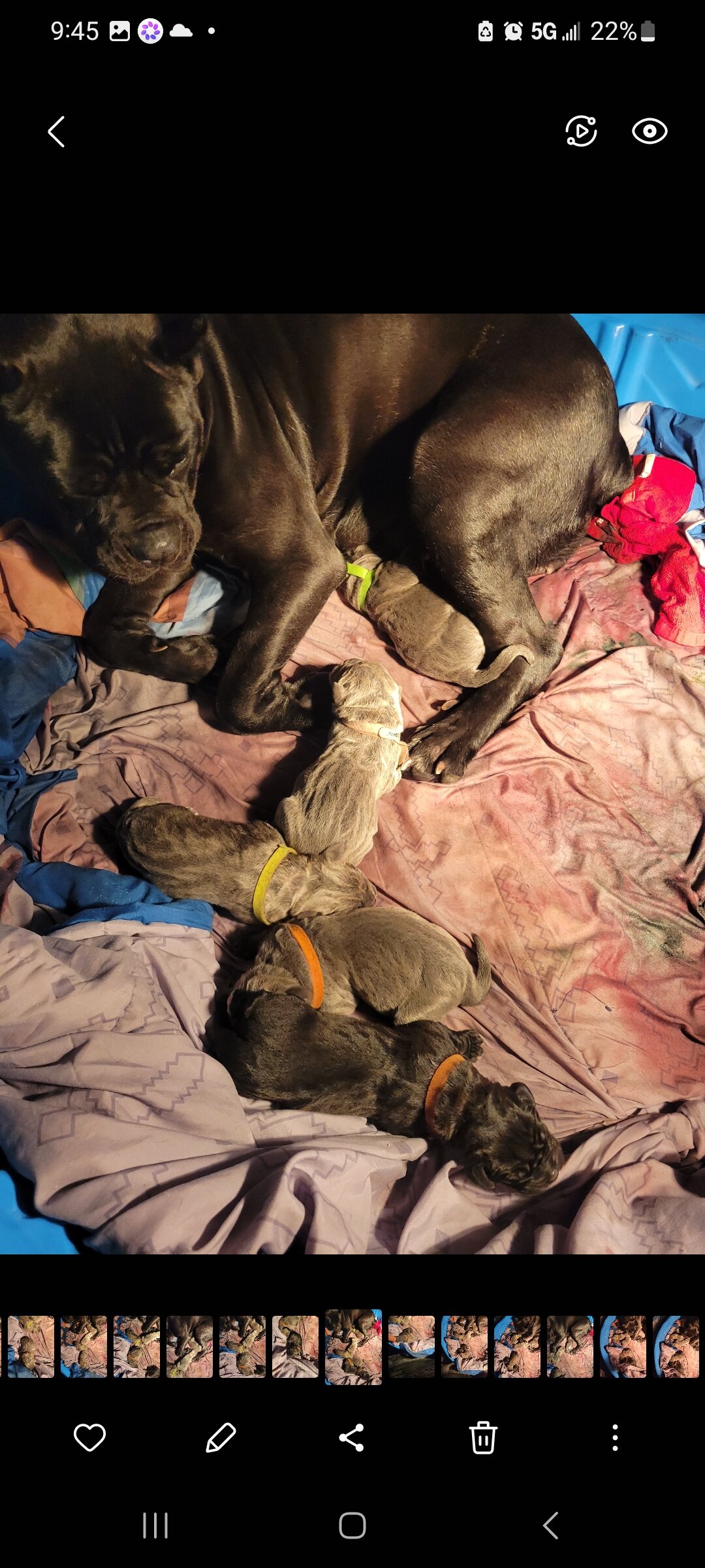 Cane Corso puppy pic of the litter. 419 618 1888 image 10