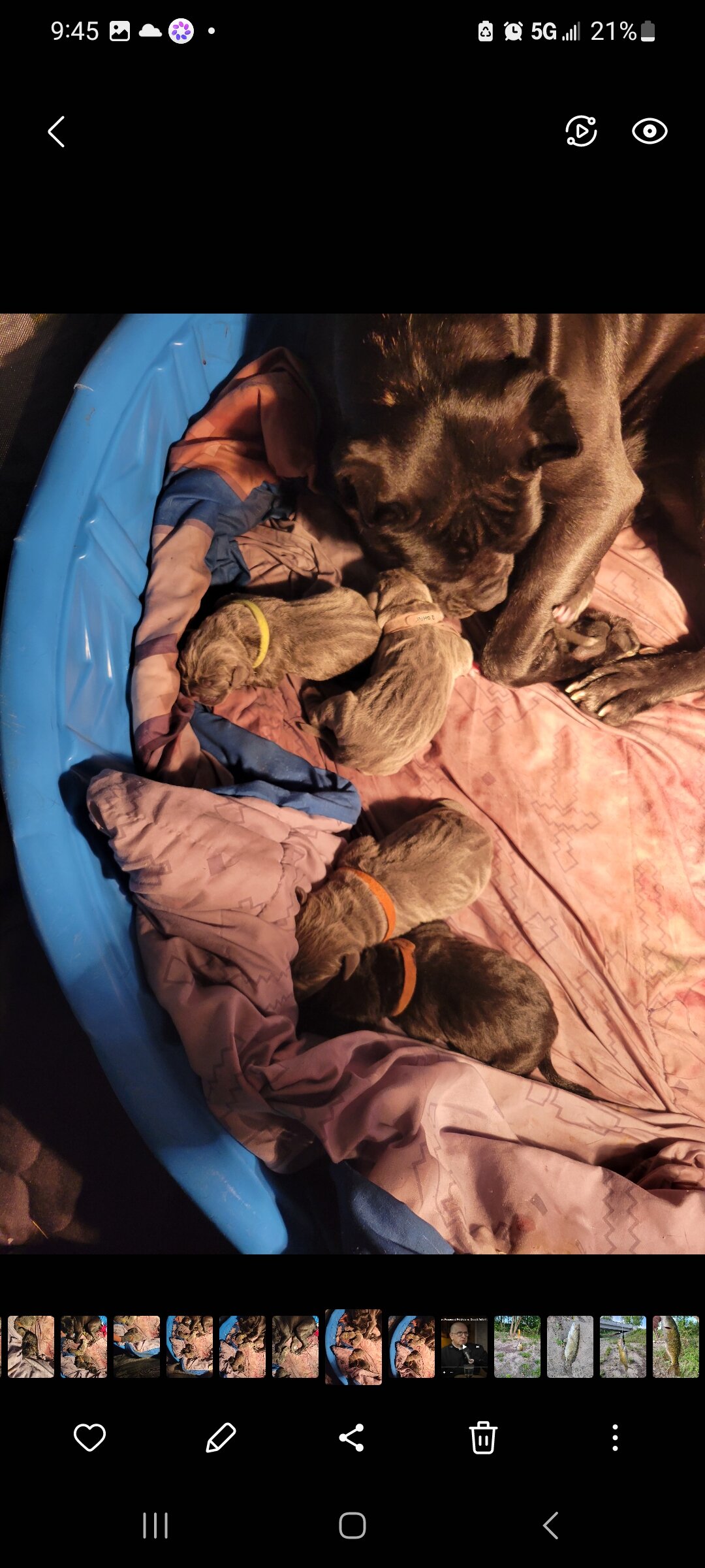 Cane Corso puppy pic of the litter. 419 618 1888 image 3