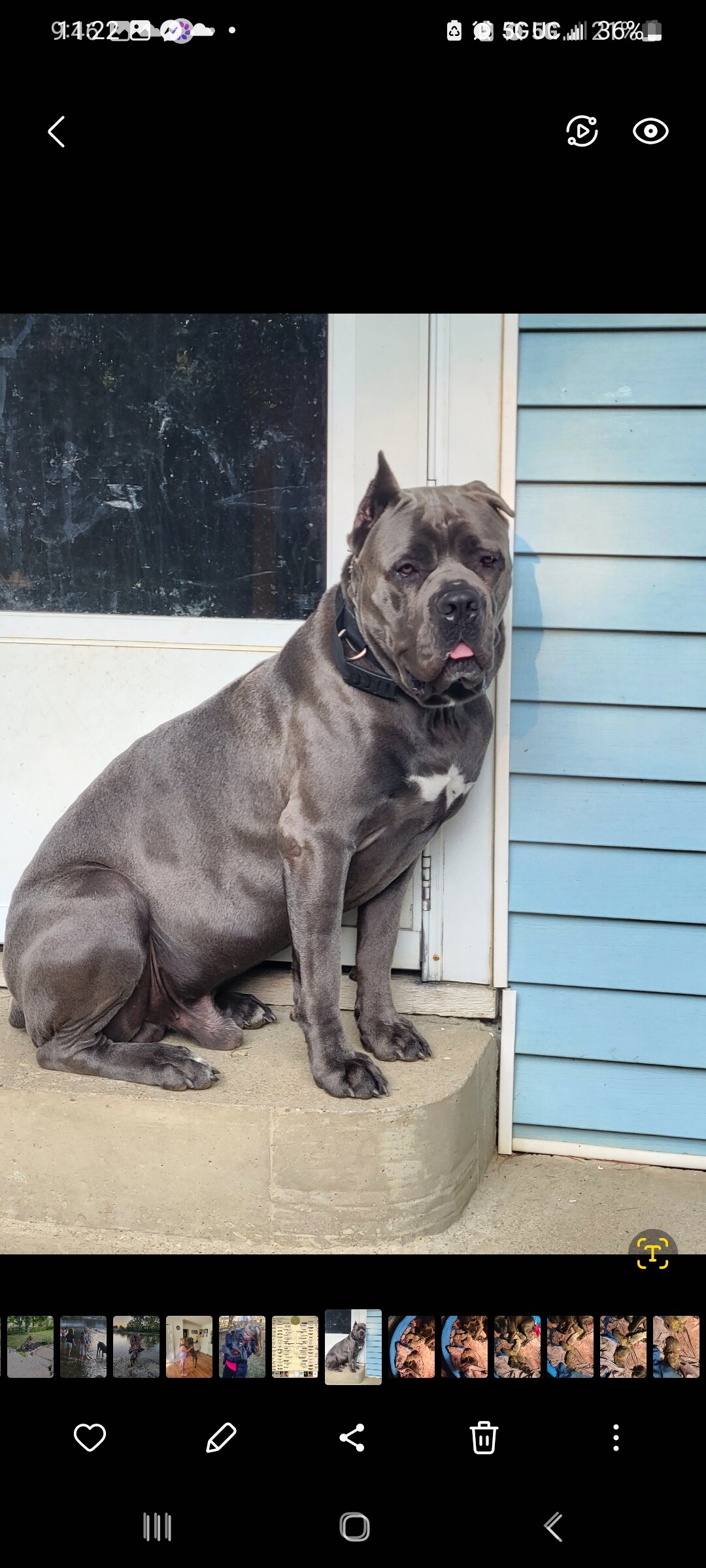 Cane Corso puppy pic of the litter. 419 618 1888 image 1