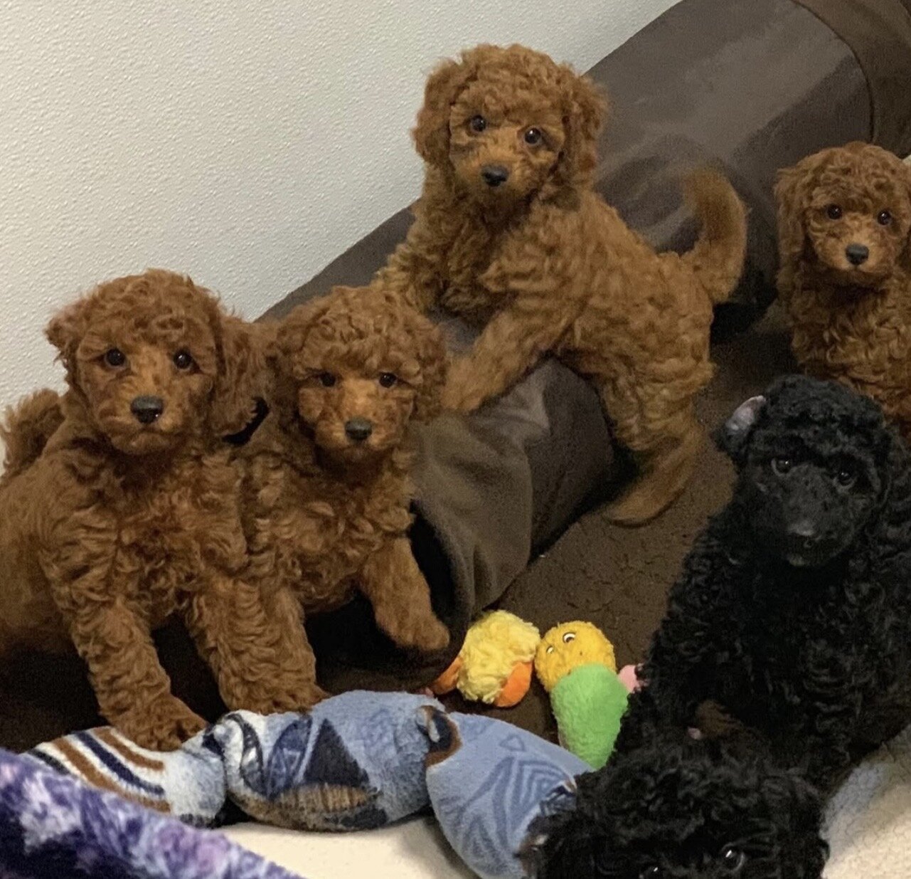 Cuddly Toy Poodle Puppies image 1