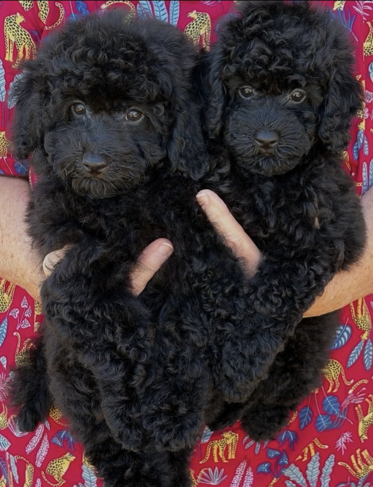 Cuddly Toy Poodle Puppies image 3