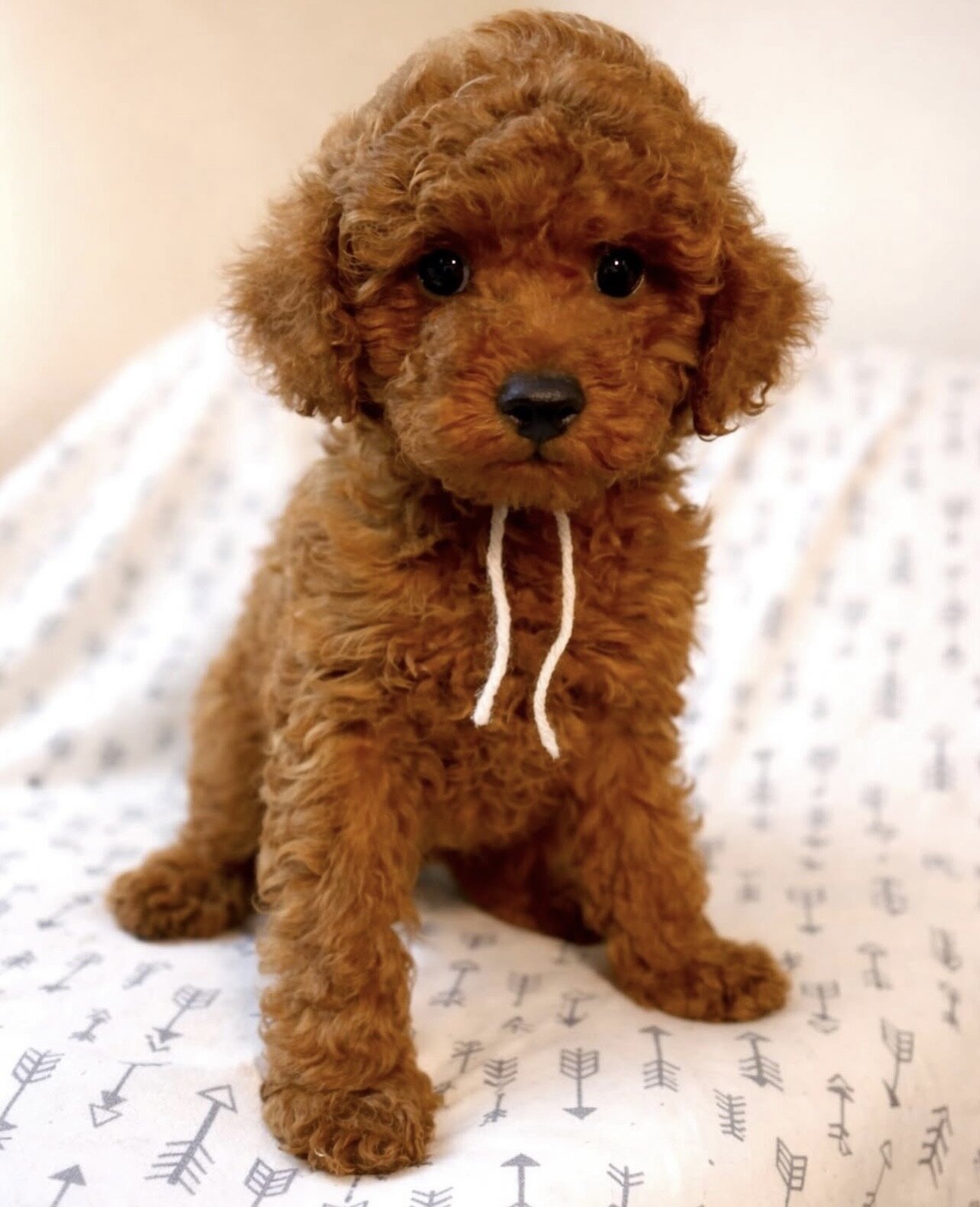 Cuddly Toy Poodle Puppies image 8