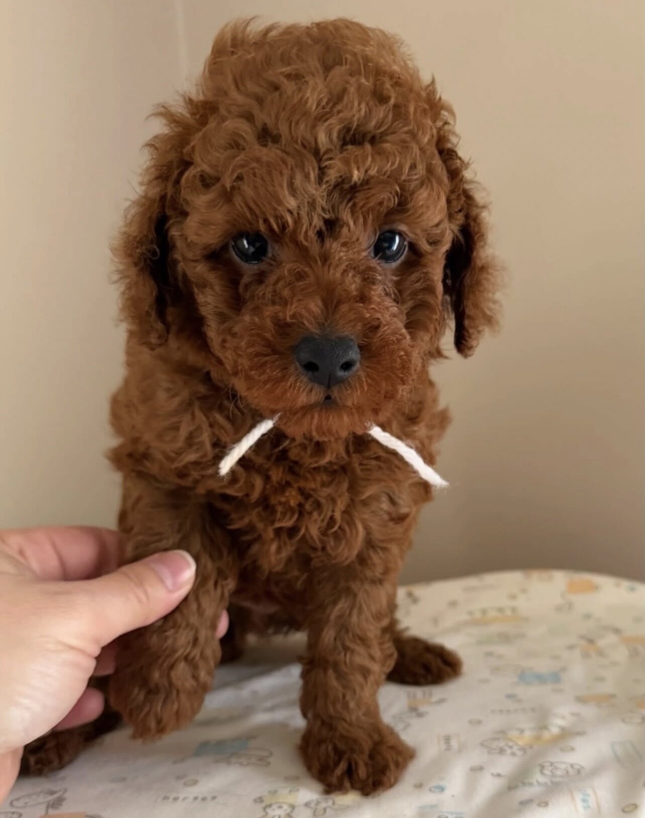 Cuddly Toy Poodle Puppies image 7