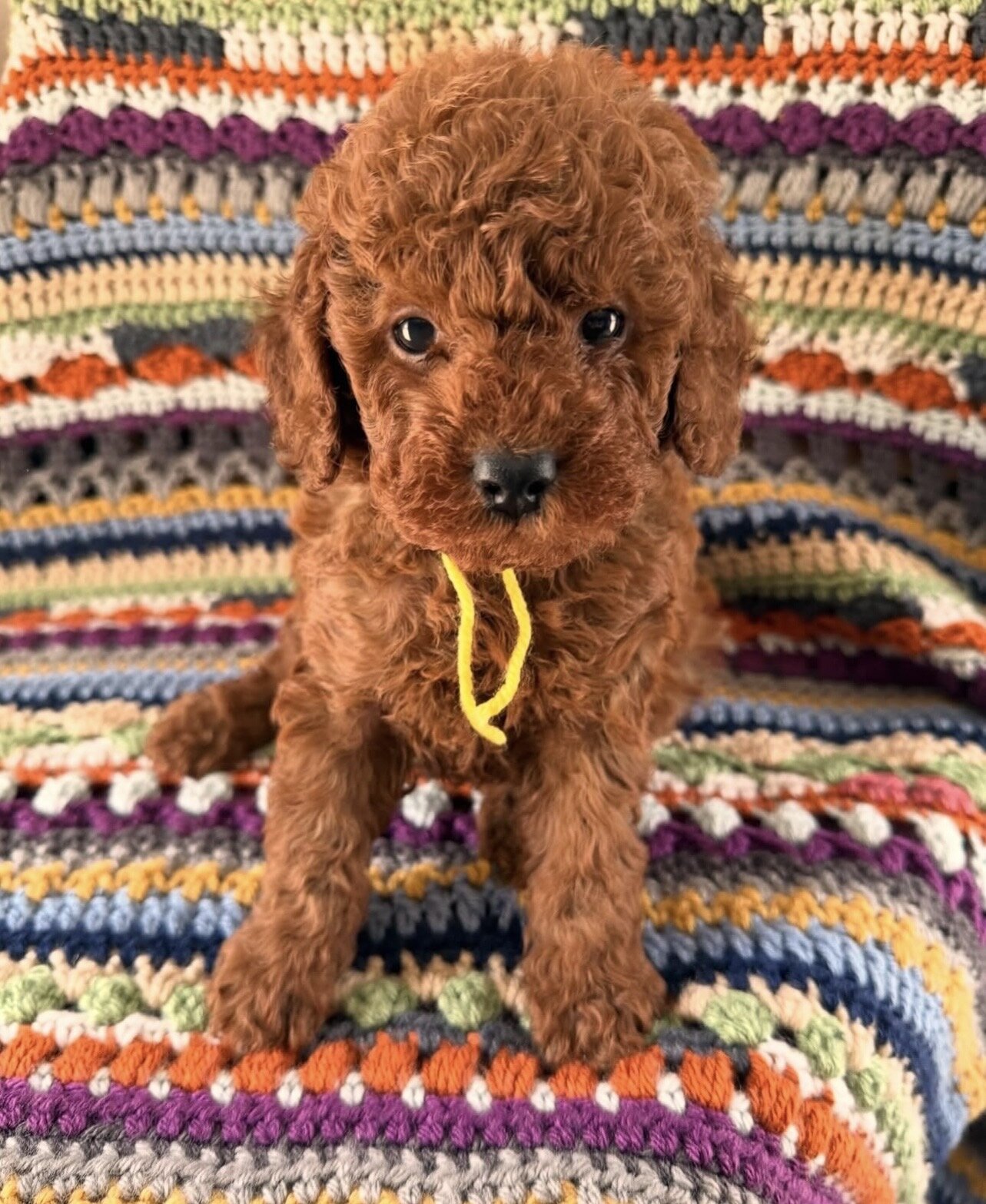 Cuddly Toy Poodle Puppies image 6