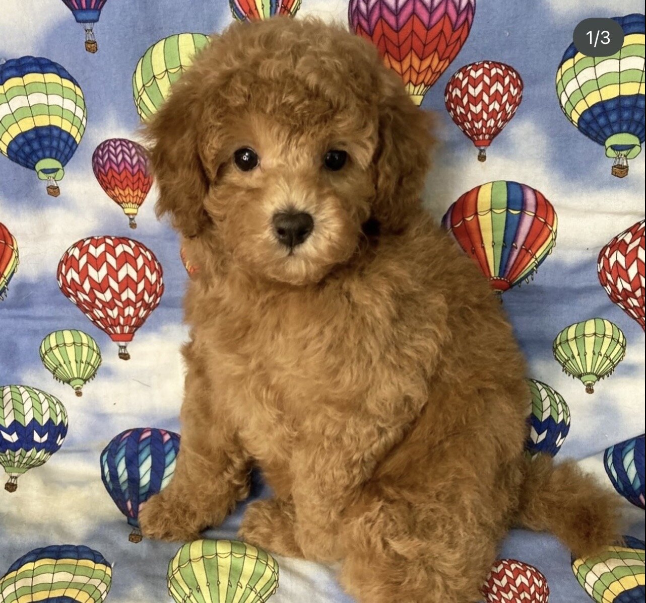 Cuddly Toy Poodle Puppies image 2