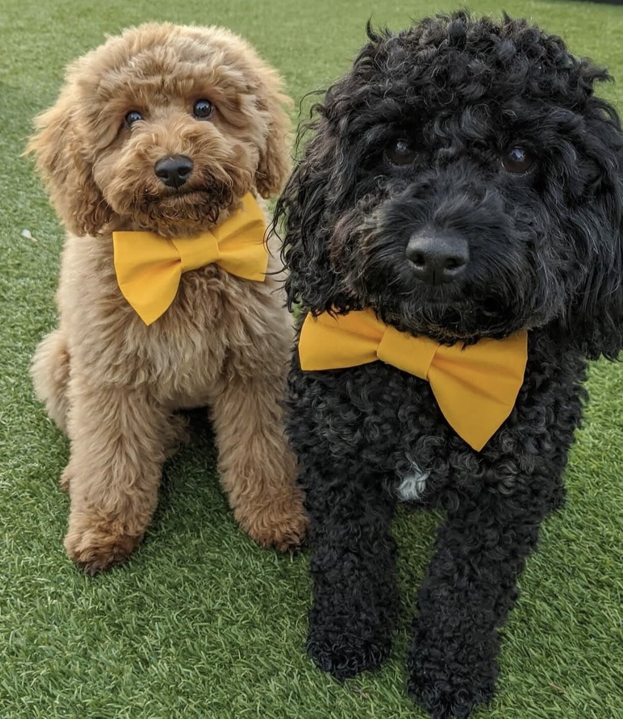 Cuddly Toy Poodle Puppies image 9