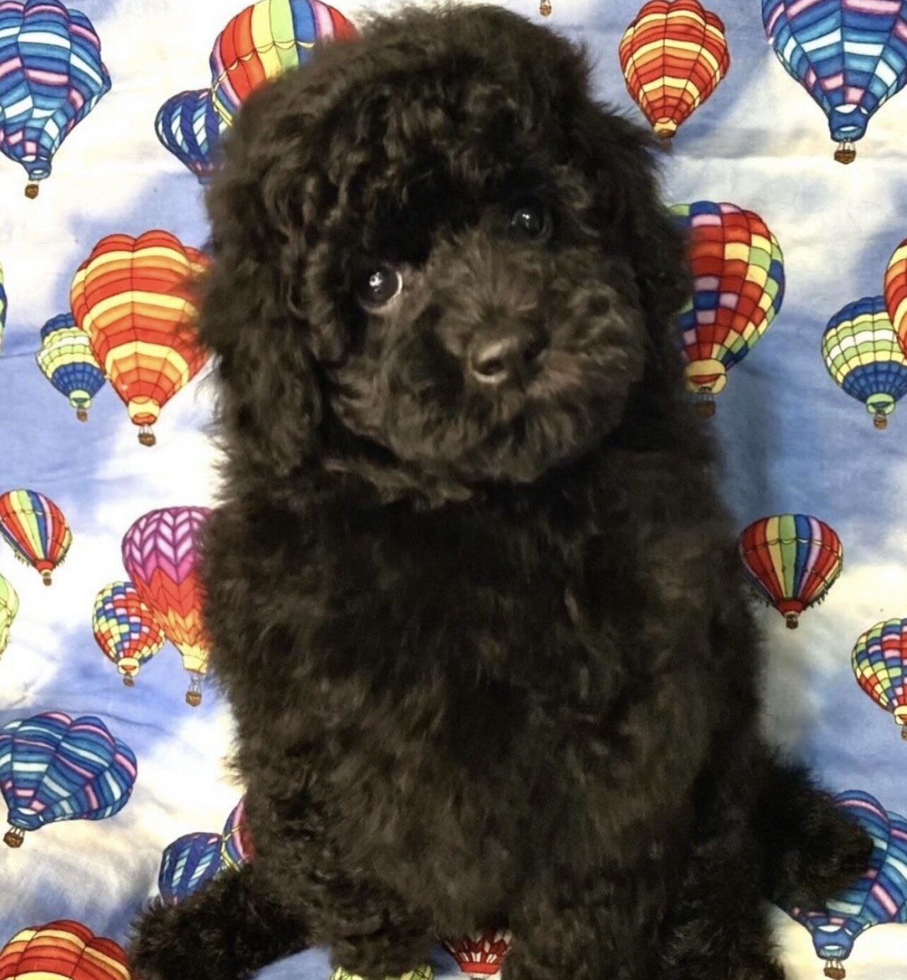 Cuddly Toy Poodle Puppies image 4