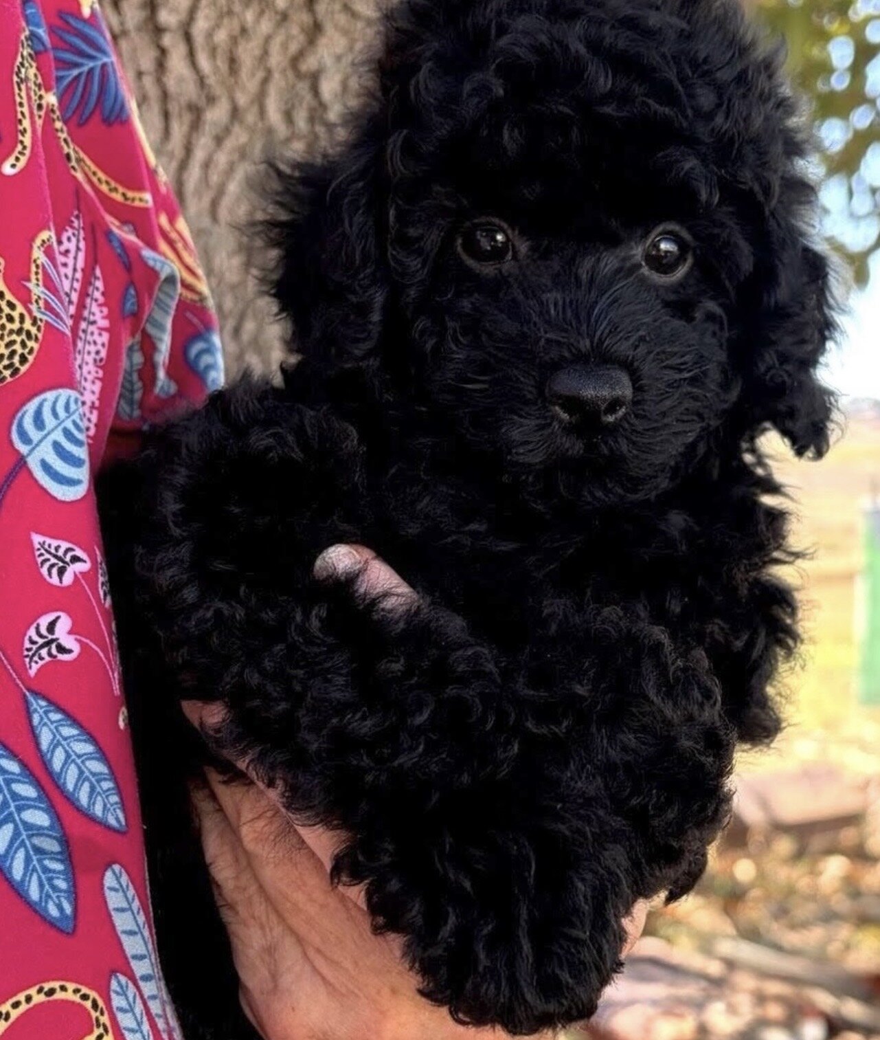 Cuddly Toy Poodle Puppies image 5