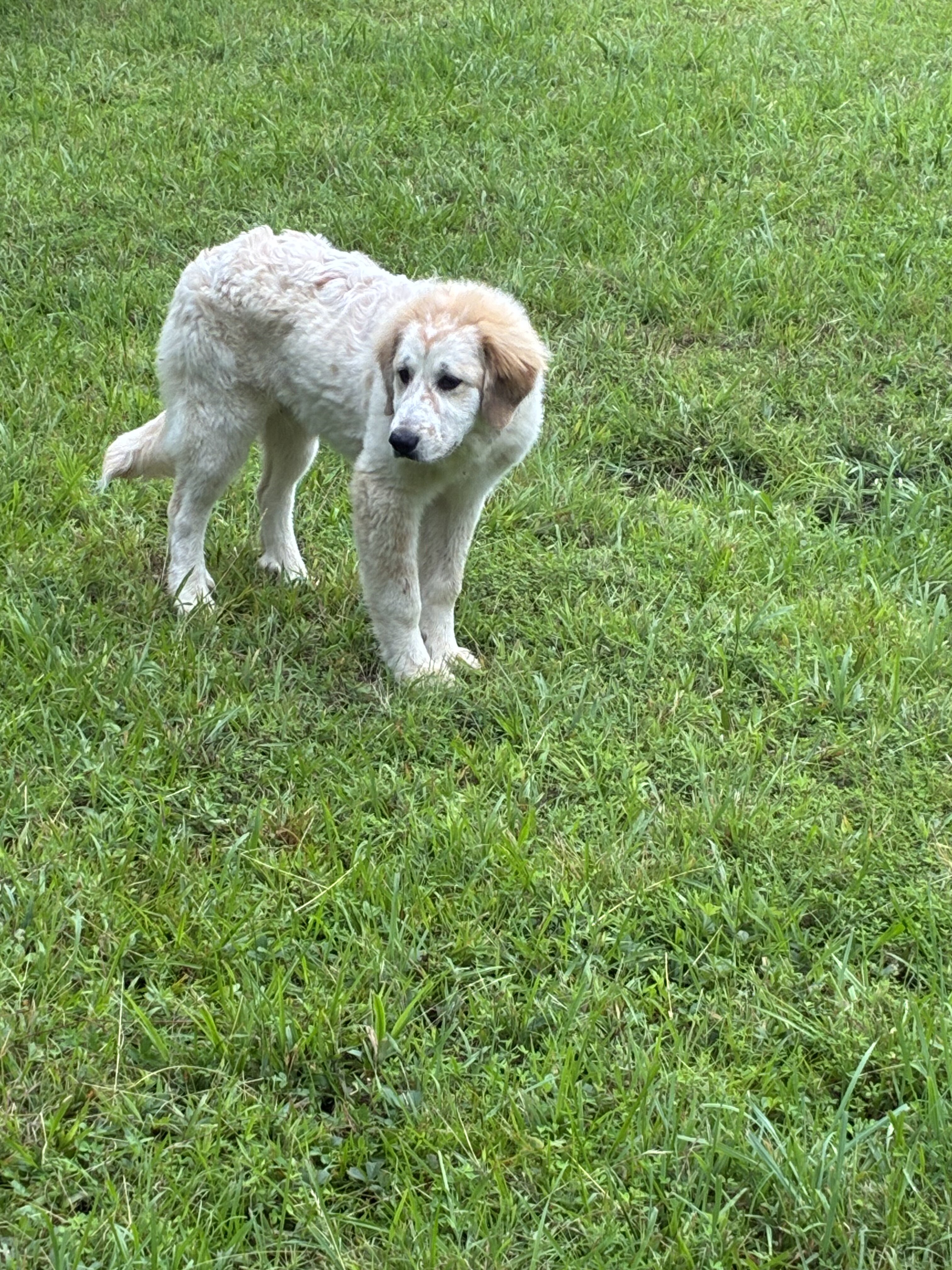 PYrador puppies and Great Pyrenees image 3
