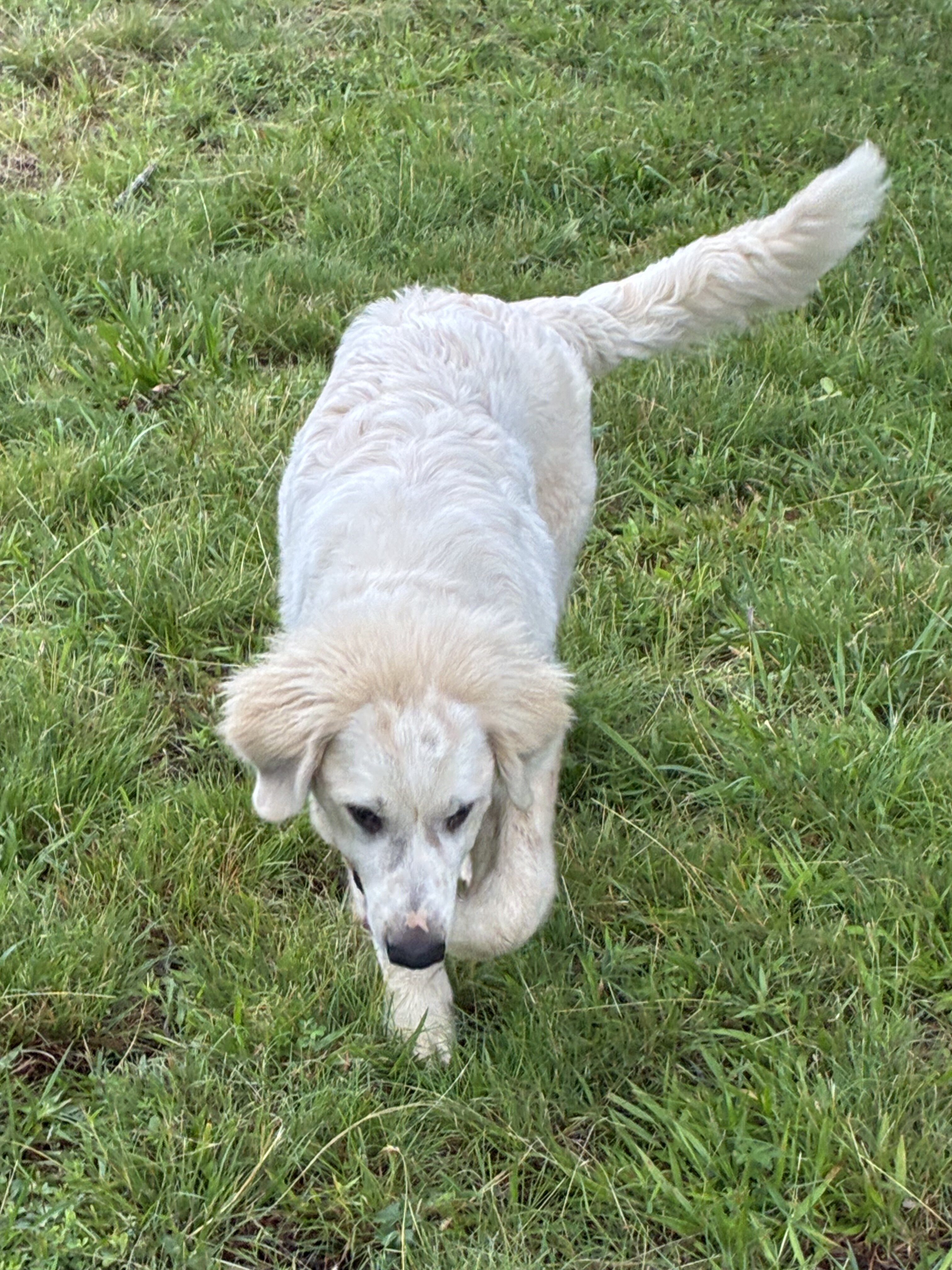 PYrador puppies and Great Pyrenees image 2