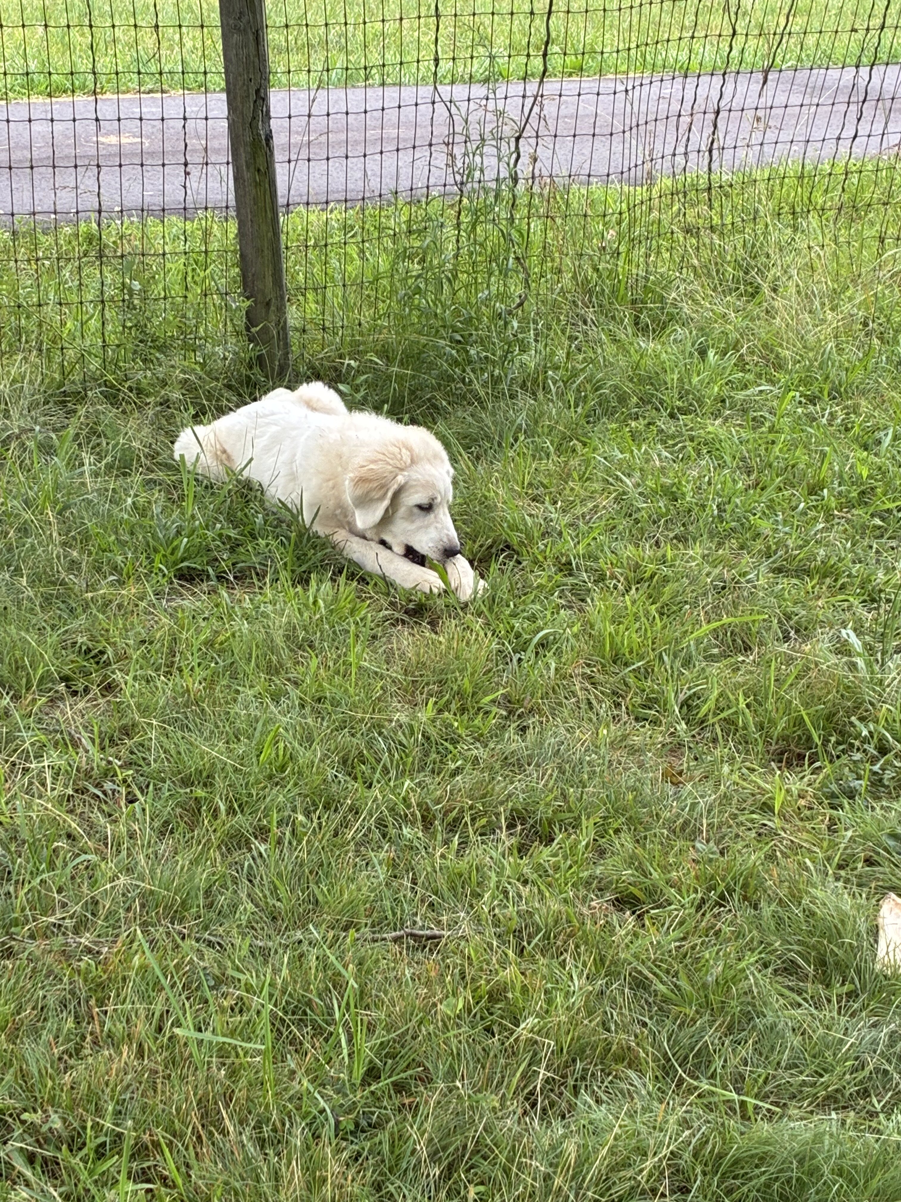 PYrador puppies and Great Pyrenees image 1