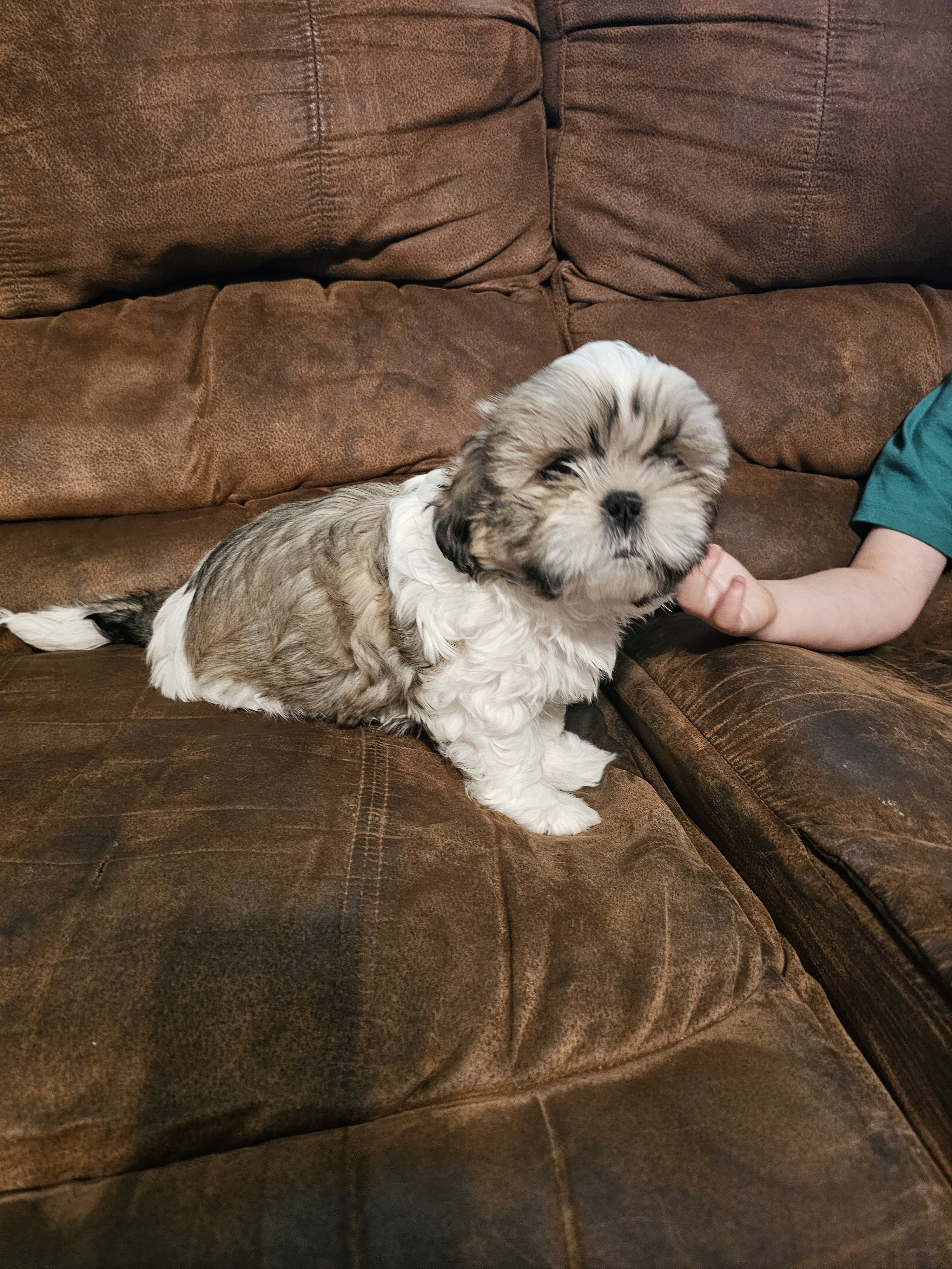 Male shihtzu puppy image 1
