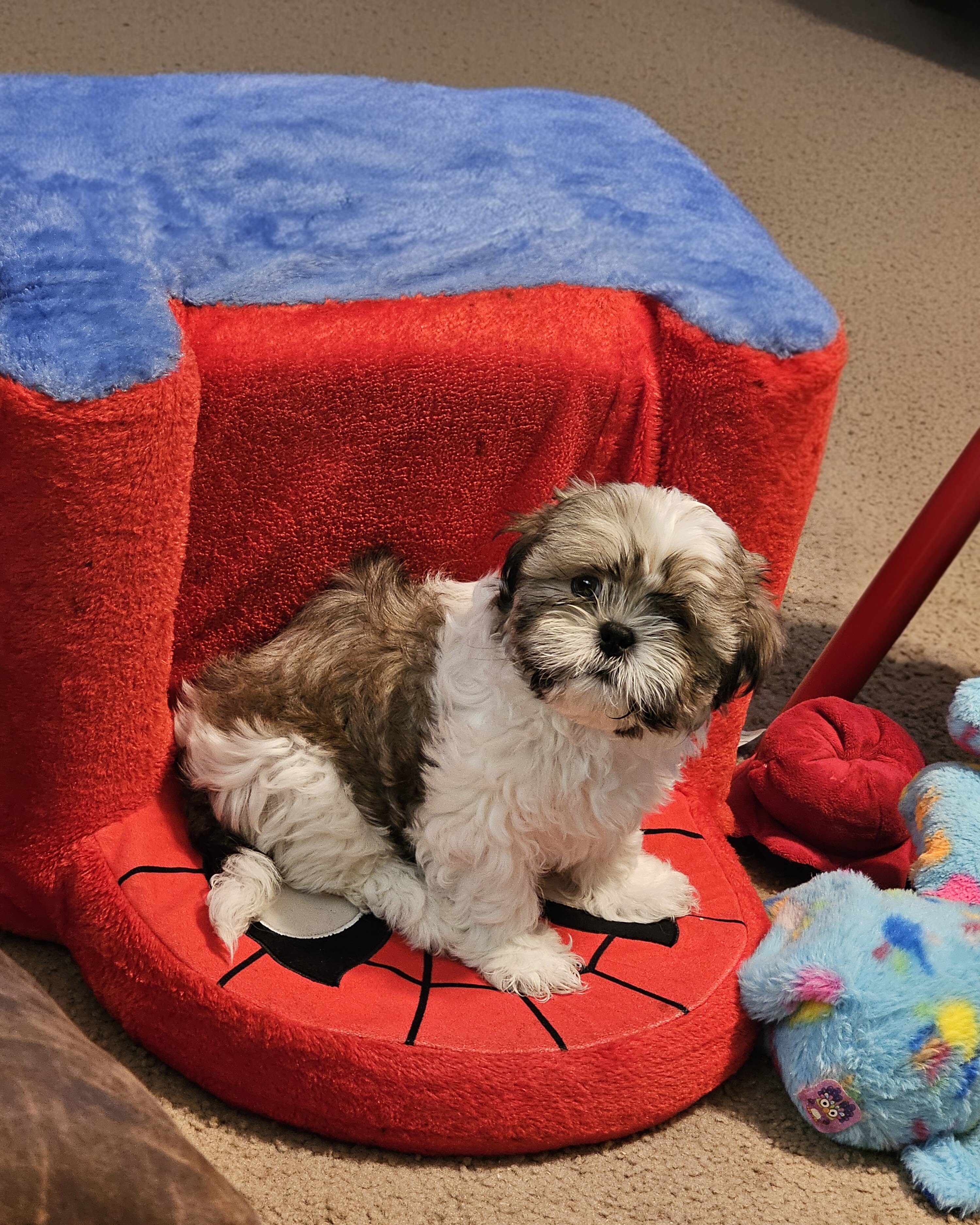 Male shihtzu puppy image 4