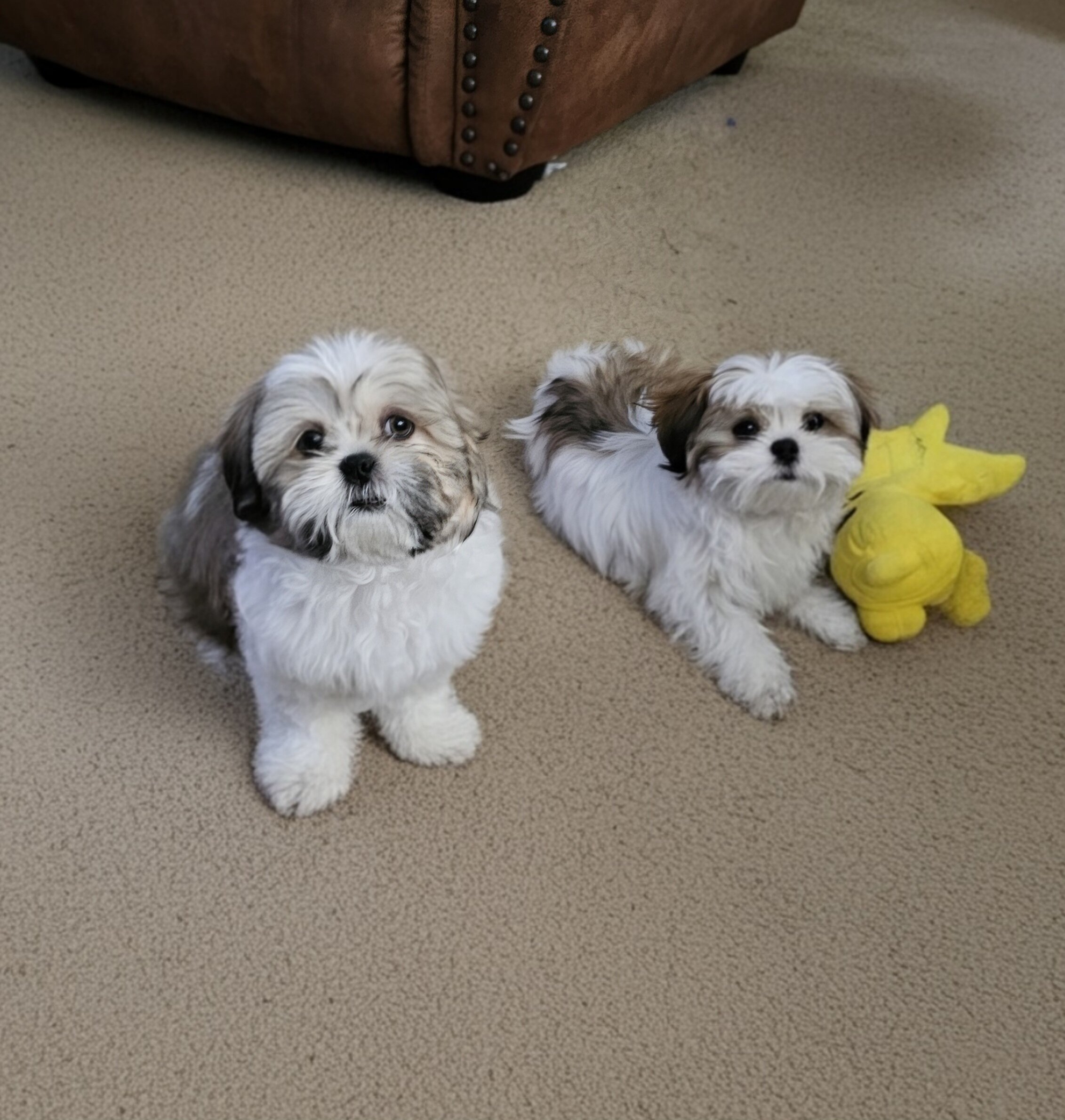 Male shihtzu puppy image 3