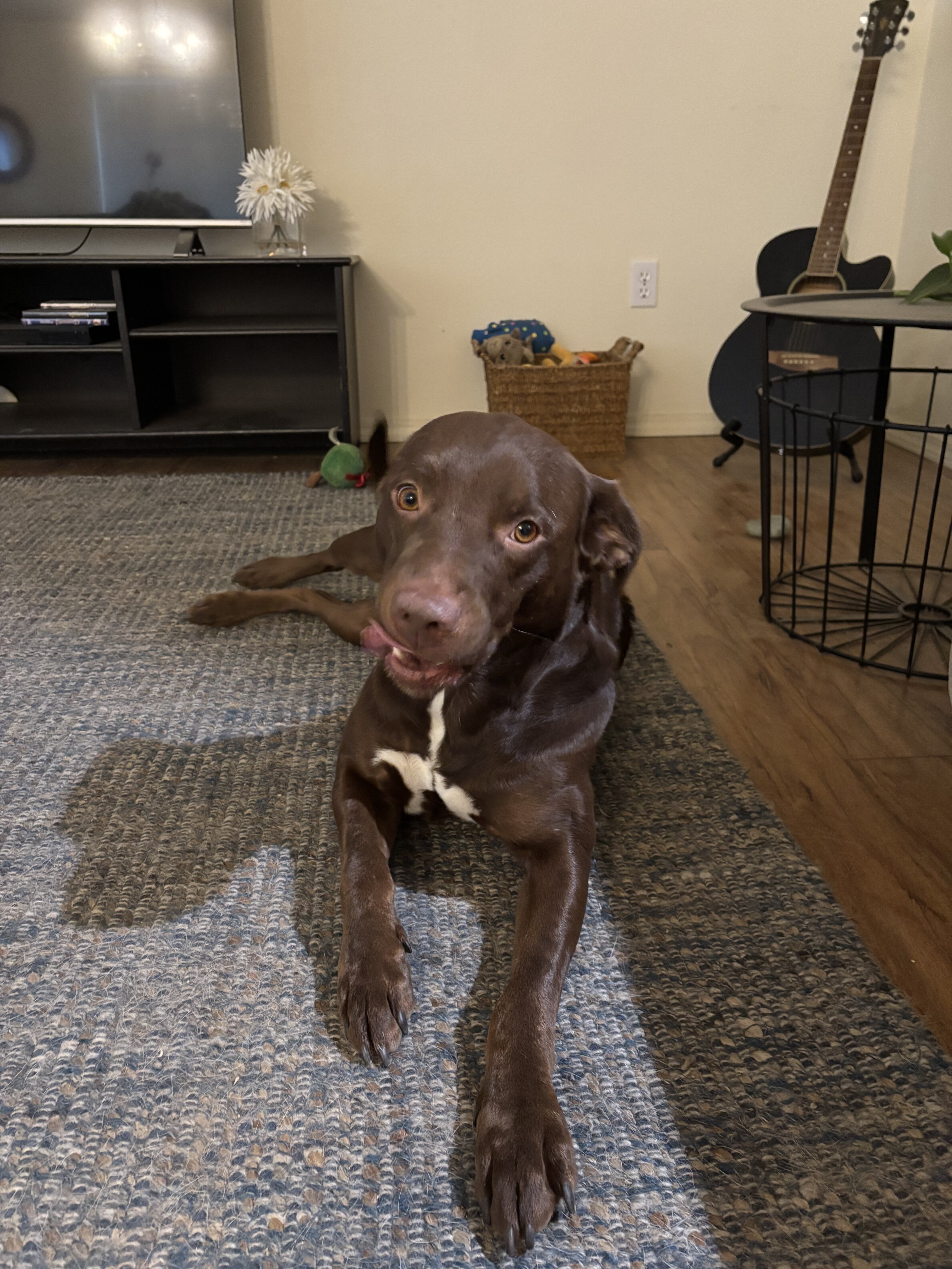 Dog image 2