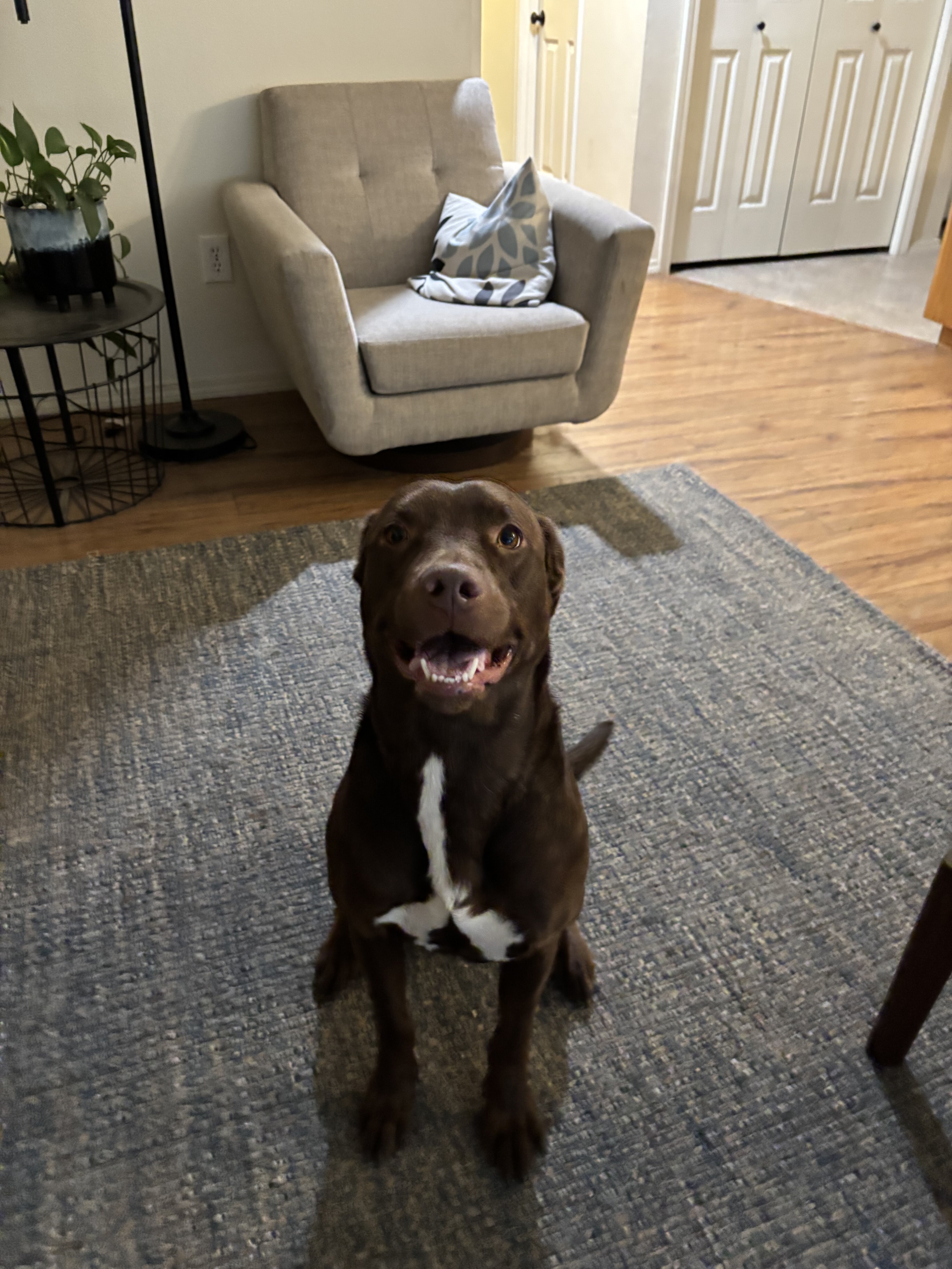 Dog image 1