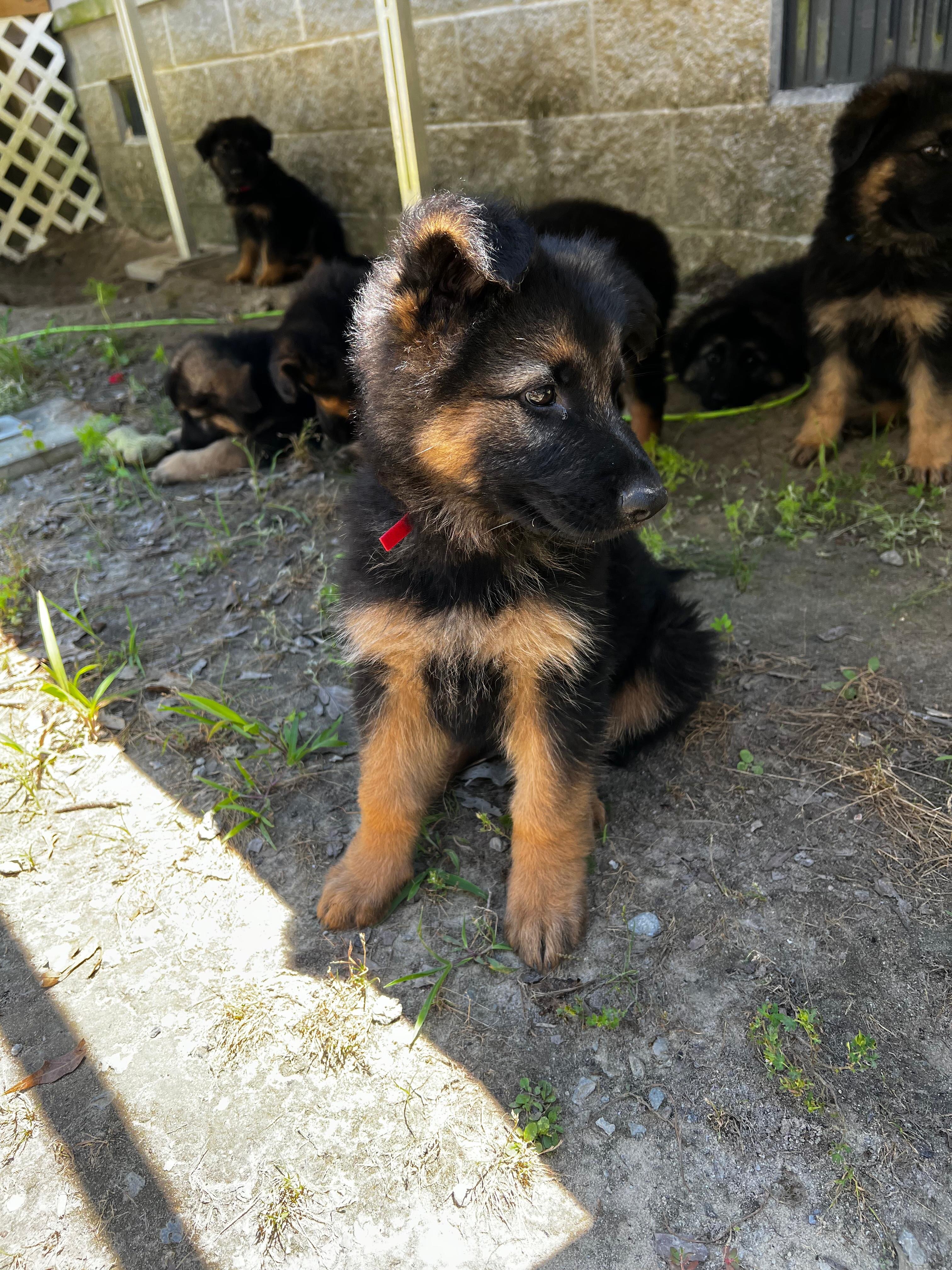 Puppies German shepherd image 2